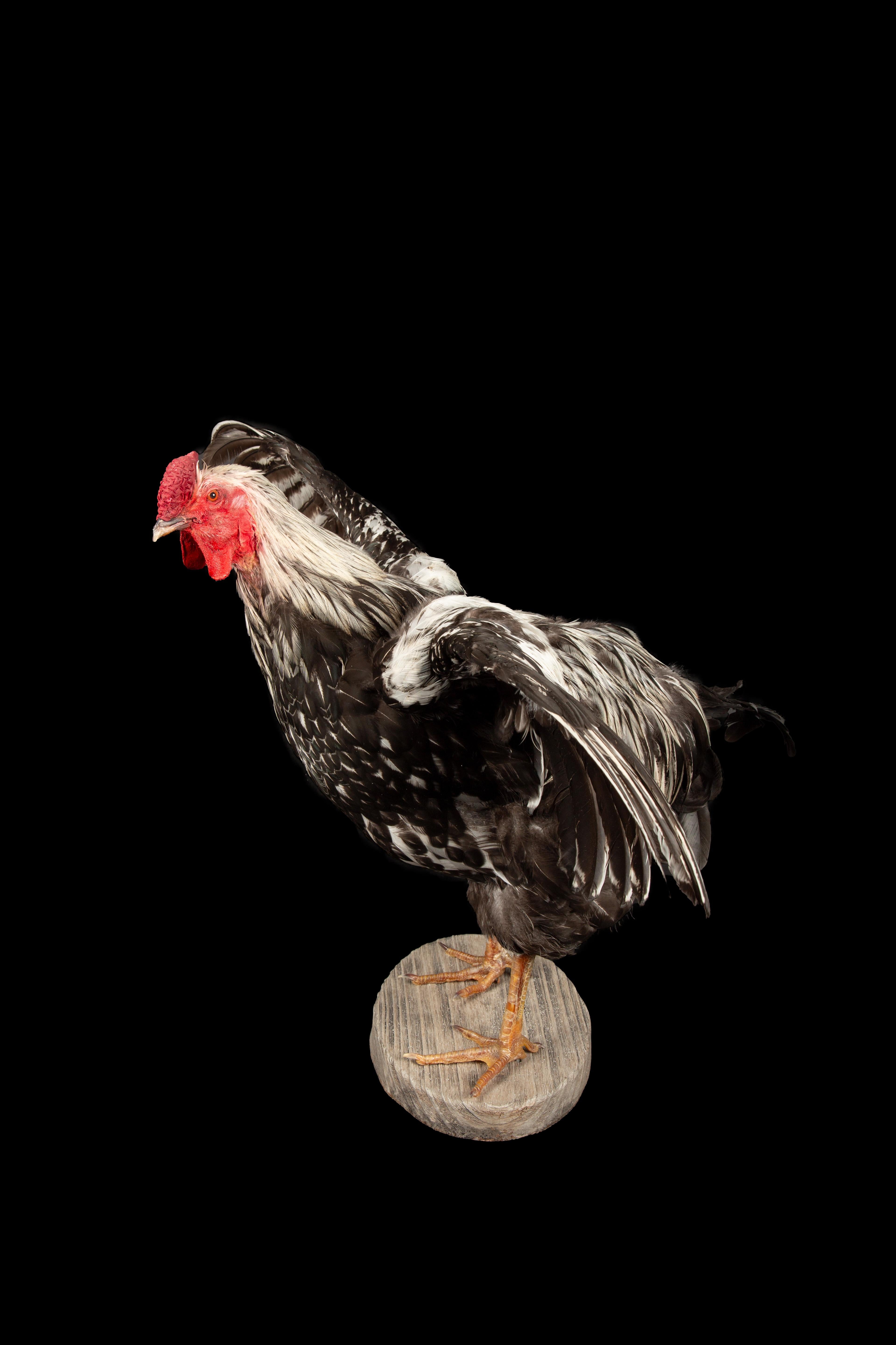 Celebrate American Poultry with this Taxidermy Silver Laced Wyandotte Rooster In Excellent Condition For Sale In New York, NY