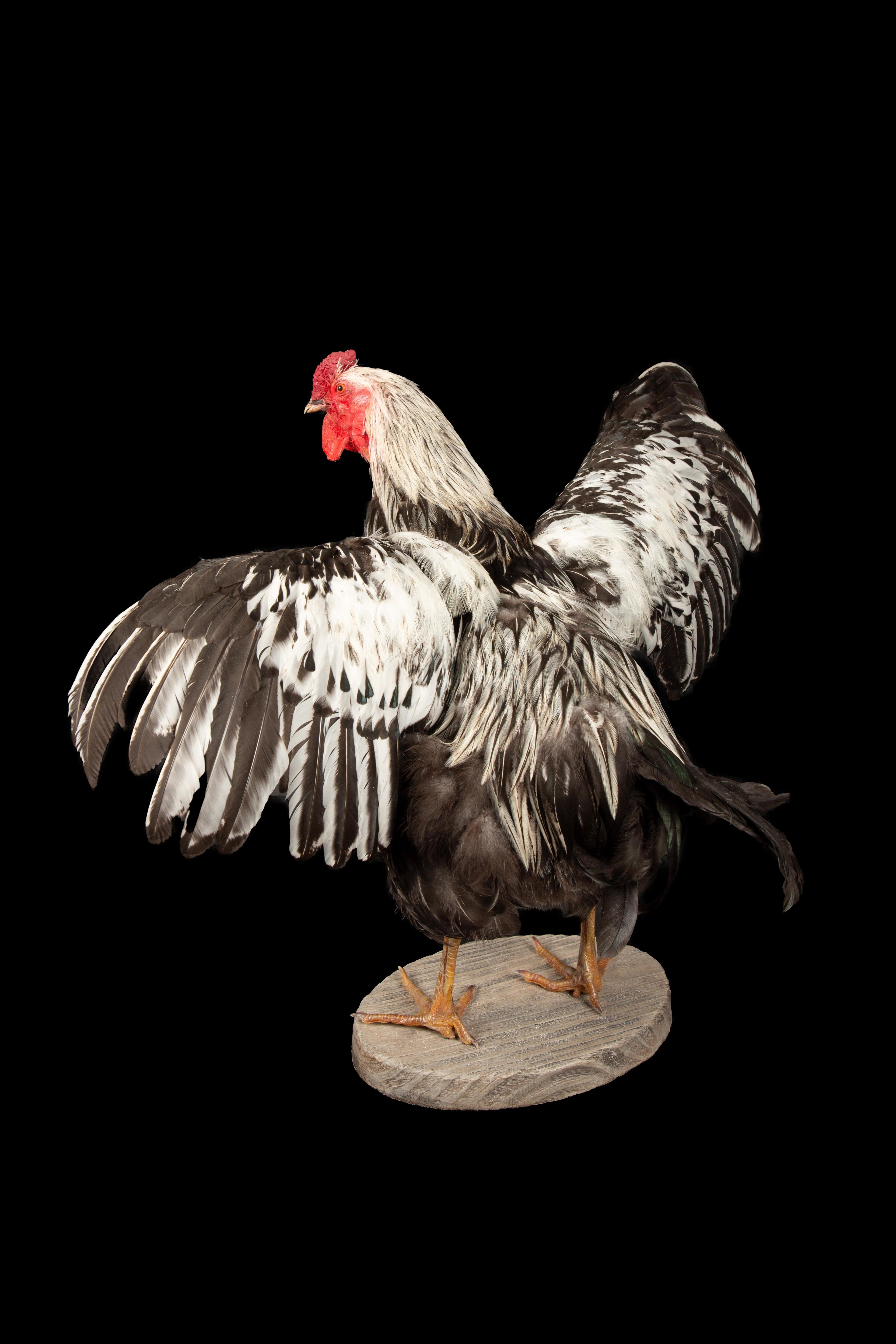 Contemporary Celebrate American Poultry with this Taxidermy Silver Laced Wyandotte Rooster For Sale