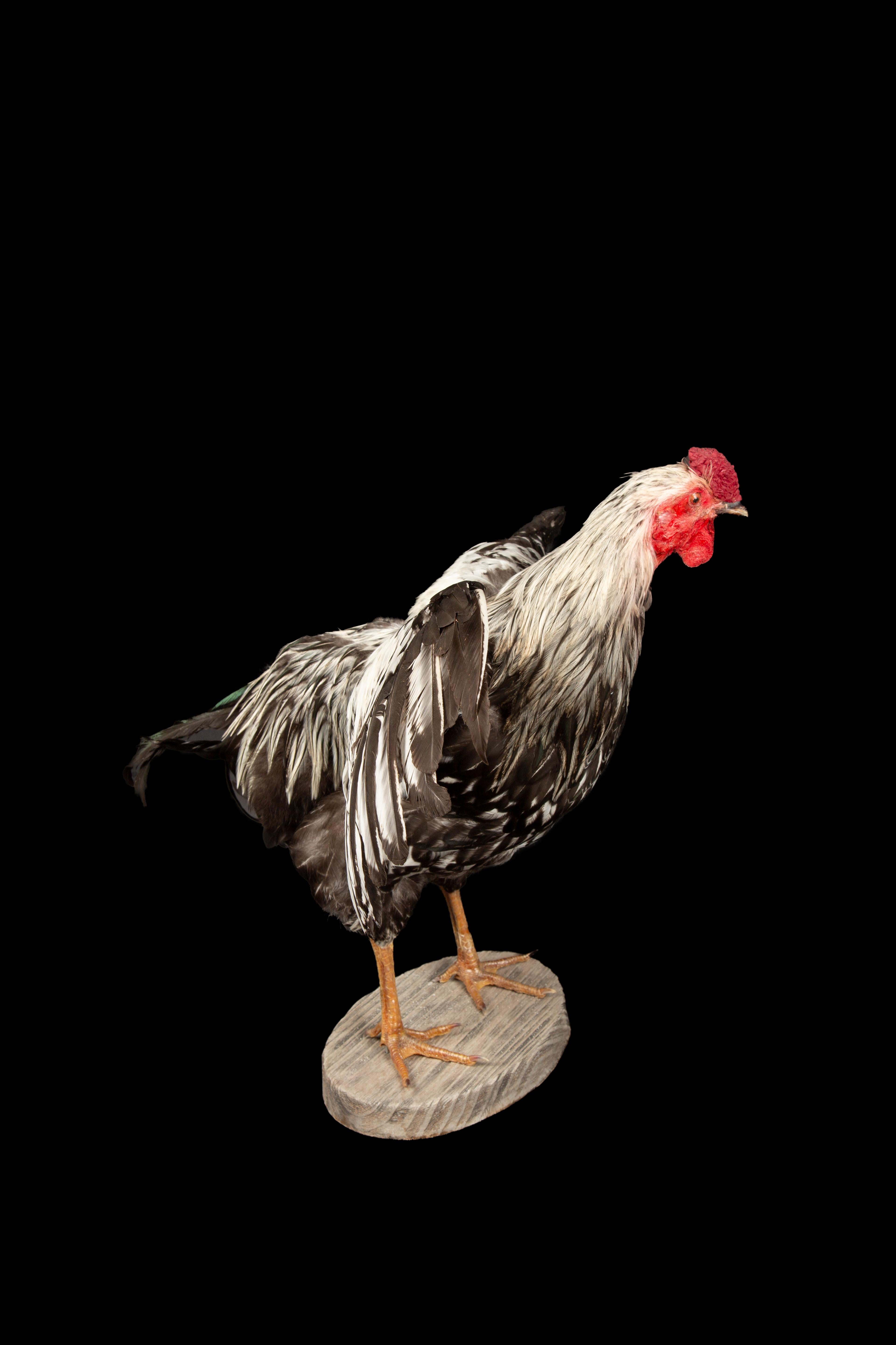 Feathers Celebrate American Poultry with this Taxidermy Silver Laced Wyandotte Rooster For Sale