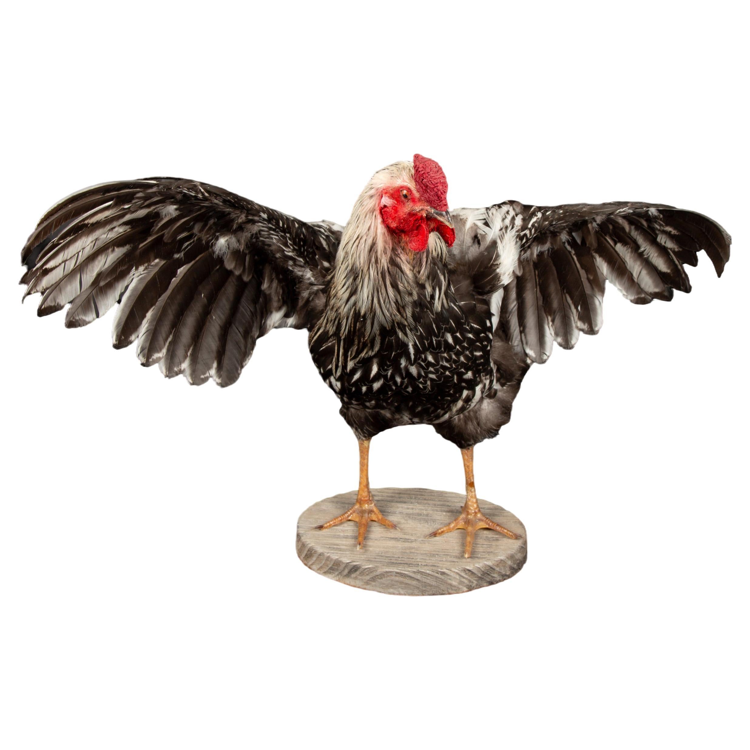 Celebrate American Poultry with this Taxidermy Silver Laced Wyandotte Rooster For Sale