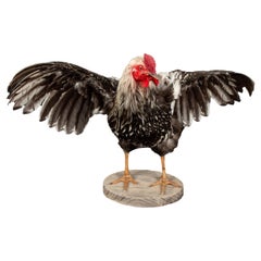 Vintage Celebrate American Poultry with this Taxidermy Silver Laced Wyandotte Rooster