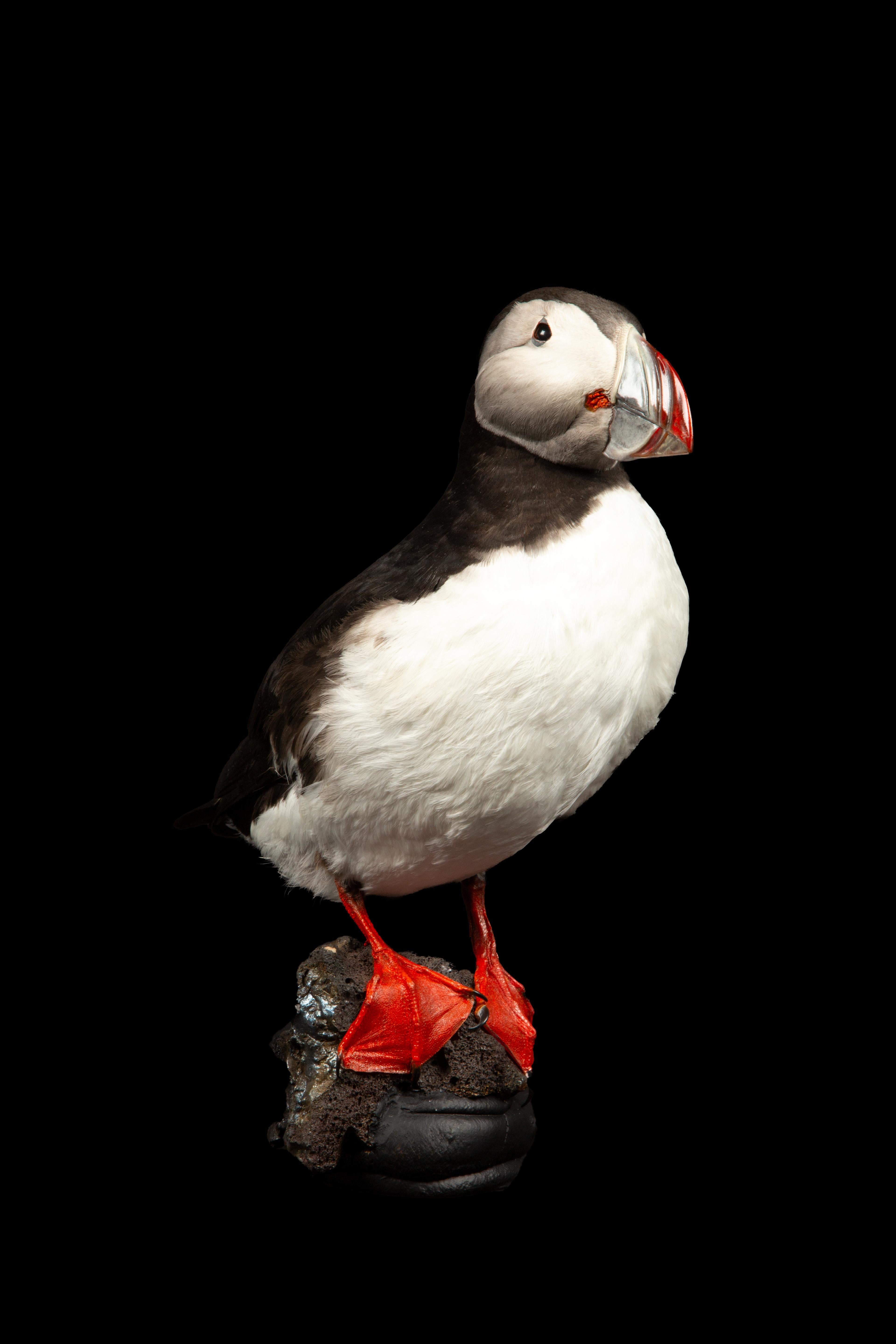 Meticulously crafted Taxidermy Atlantic Puffin Bird (Fratercula arctica), also known as the common puffin, a remarkable specimen from the auk family. This exquisite avian creation showcases the distinctive features of the Atlantic puffin, the sole