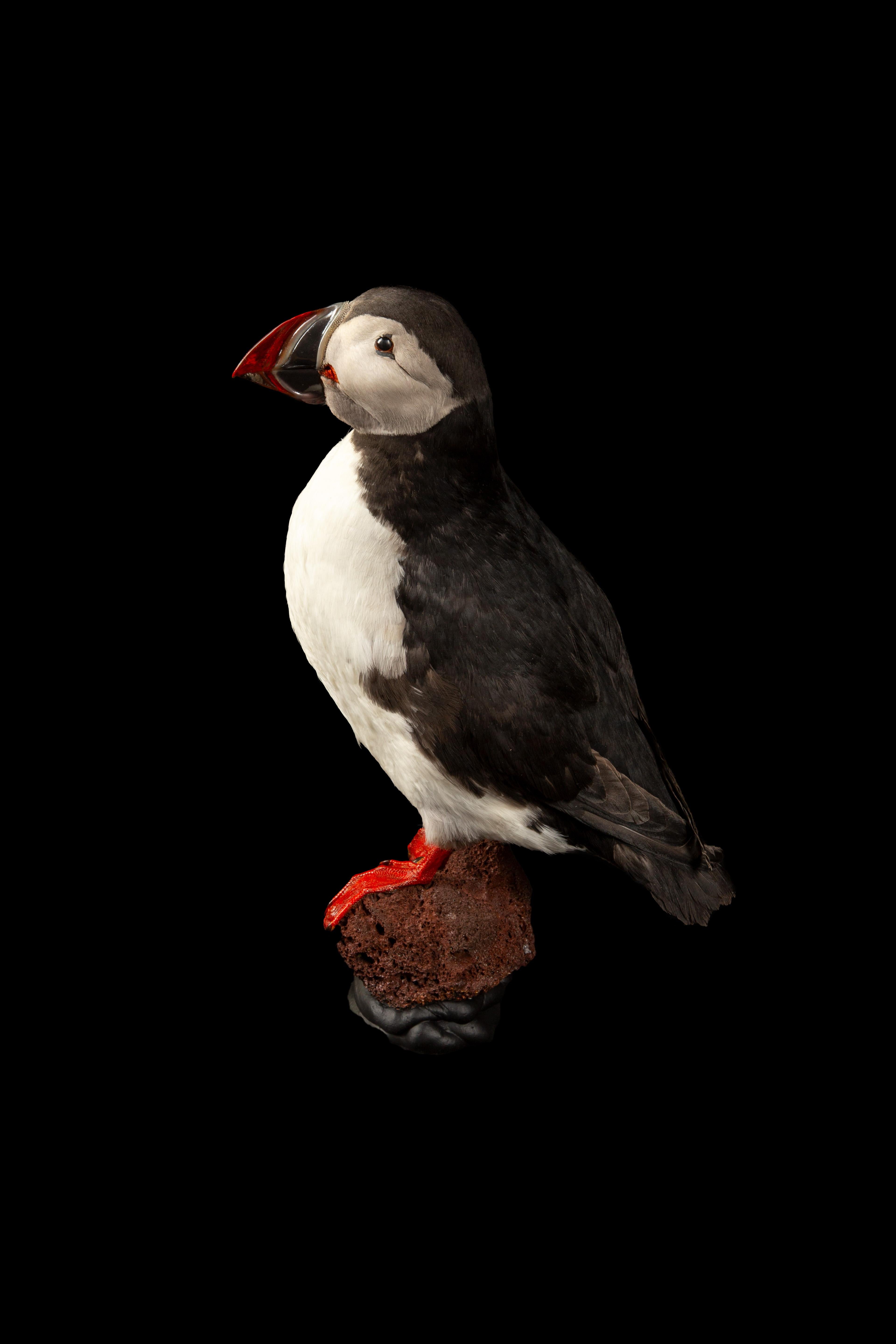 Taxidermie méticuleusement réalisée du macareux moine (Fratercula arctica), également connu sous le nom de macareux moine, un spécimen remarquable de la famille des pingouins. Cette création aviaire exquise met en valeur les caractéristiques