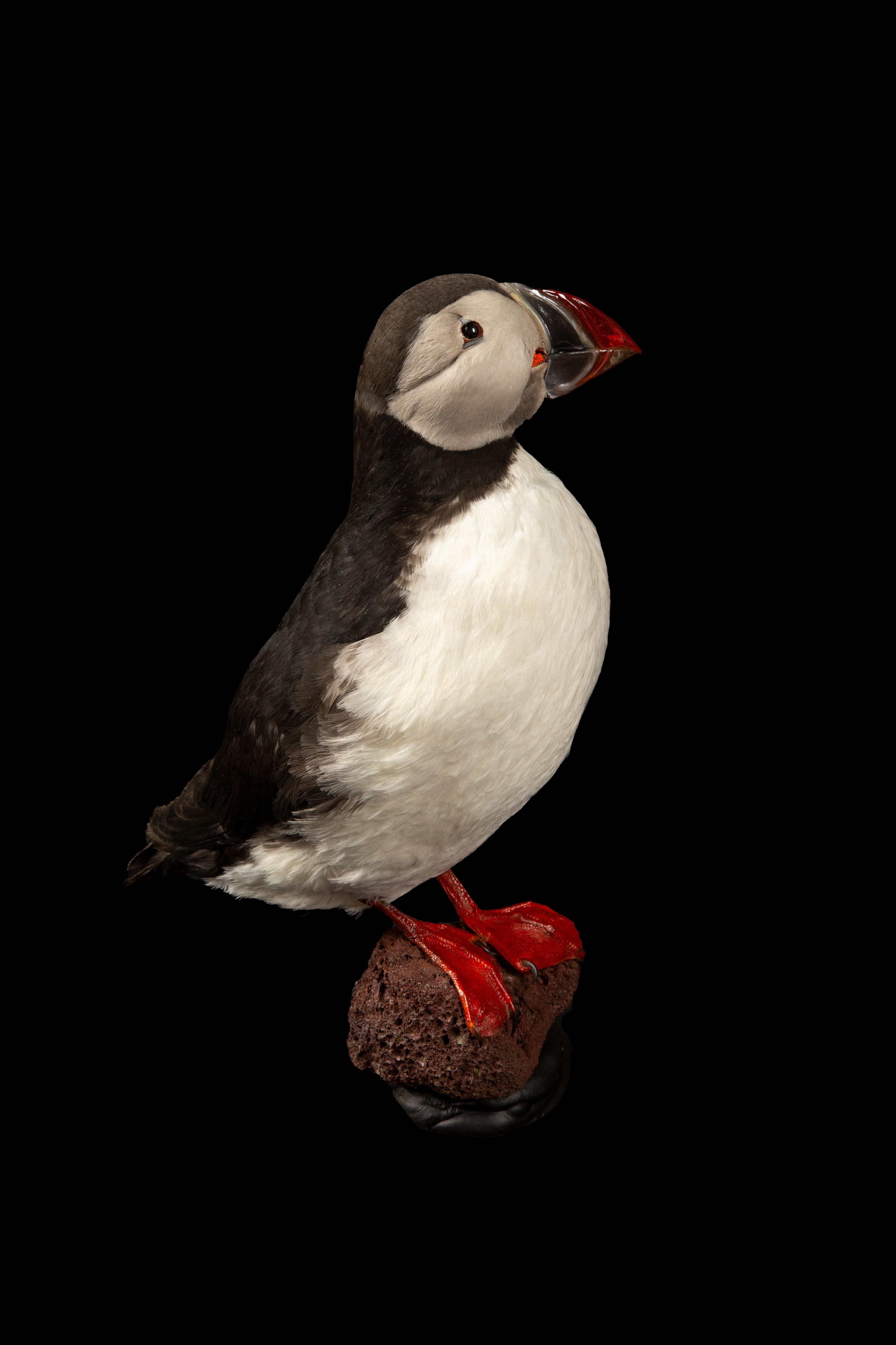 Celebrate Nature's Beauty: Taxidermie Atlantic Puffin Bird (Isländisch) im Angebot