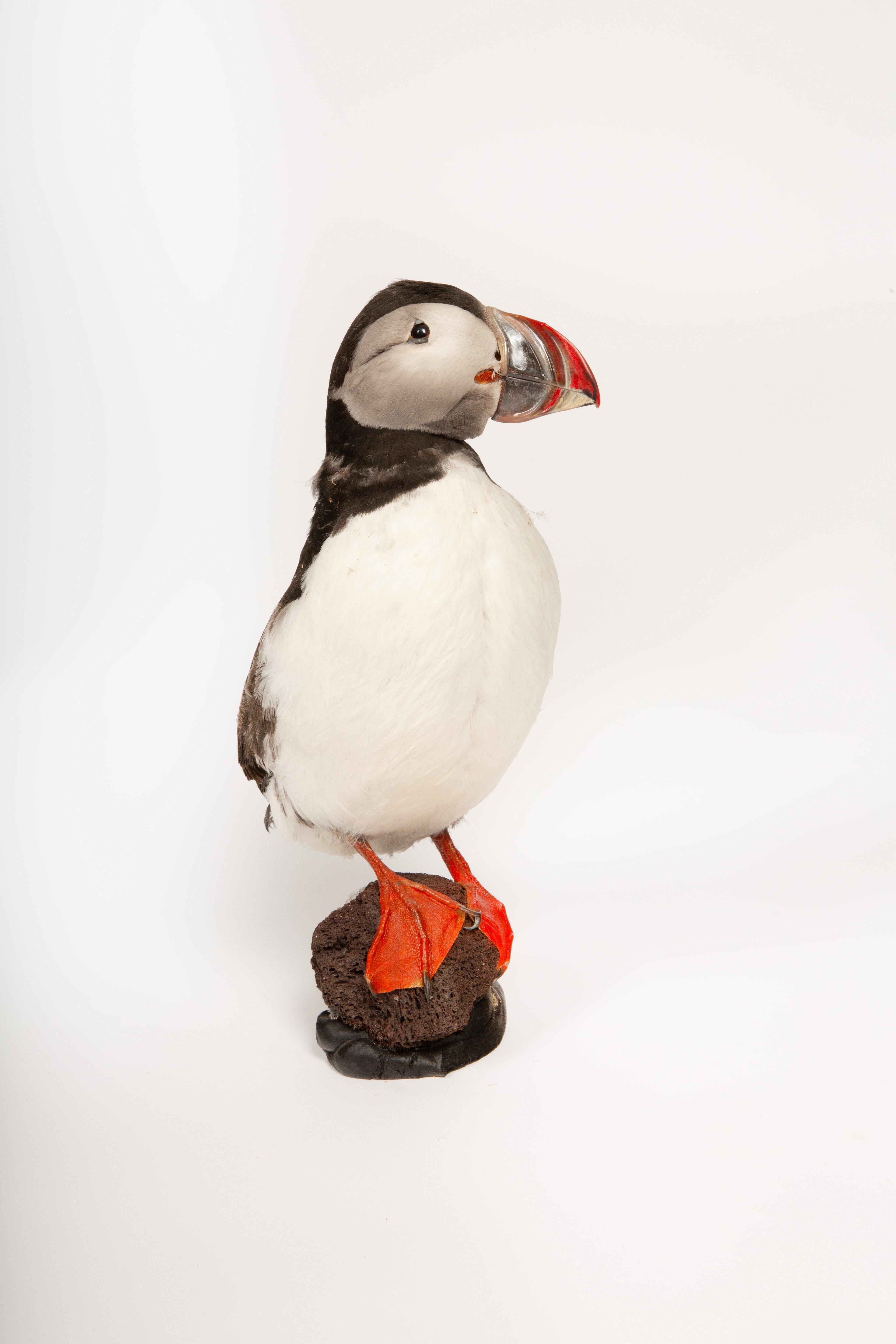 Celebrate Nature's Beauty: Taxidermie Atlantic Puffin Bird (Isländisch) im Angebot