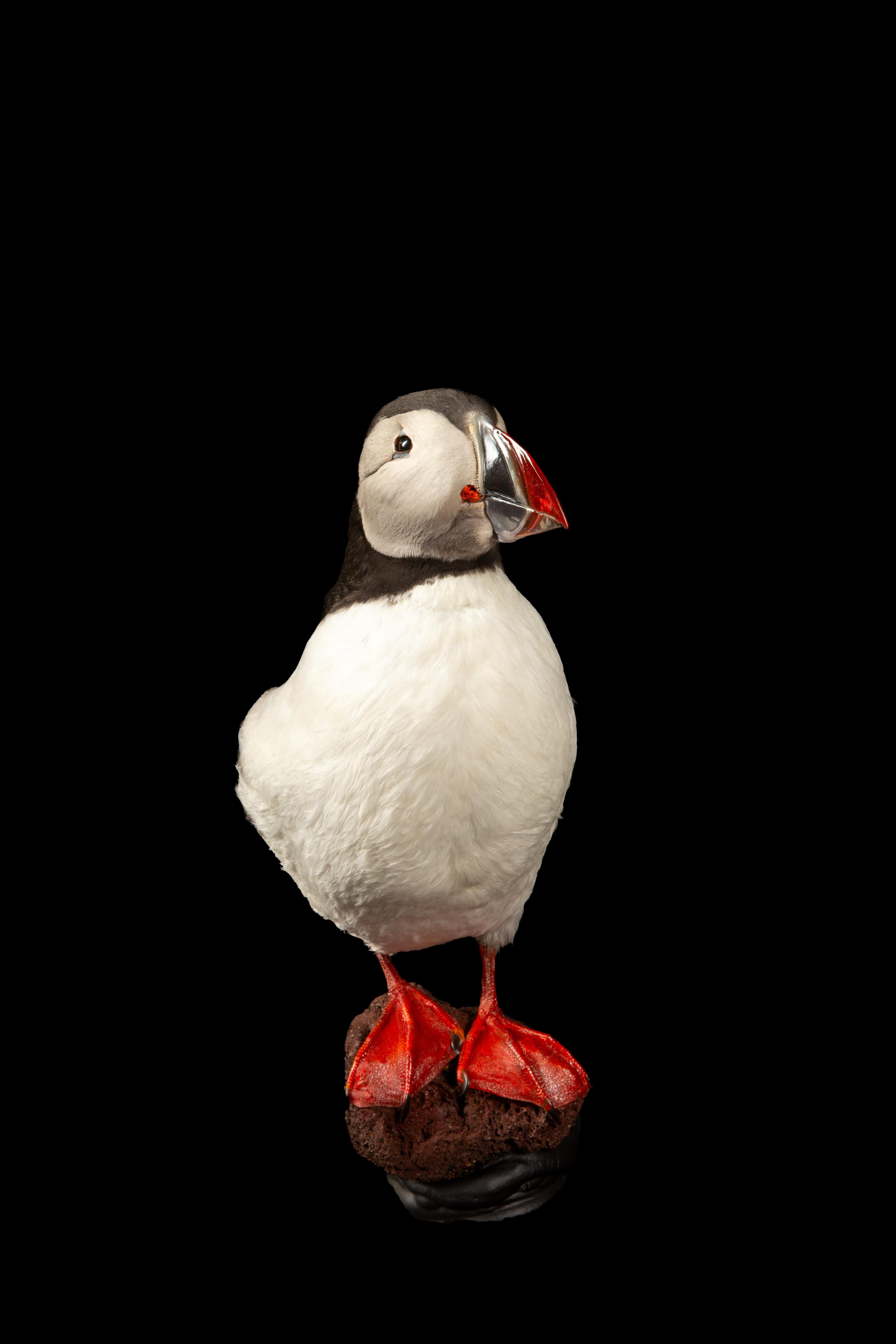Celebrate Nature's Beauty: Taxidermy Atlantic Puffin Bird In Excellent Condition In New York, NY