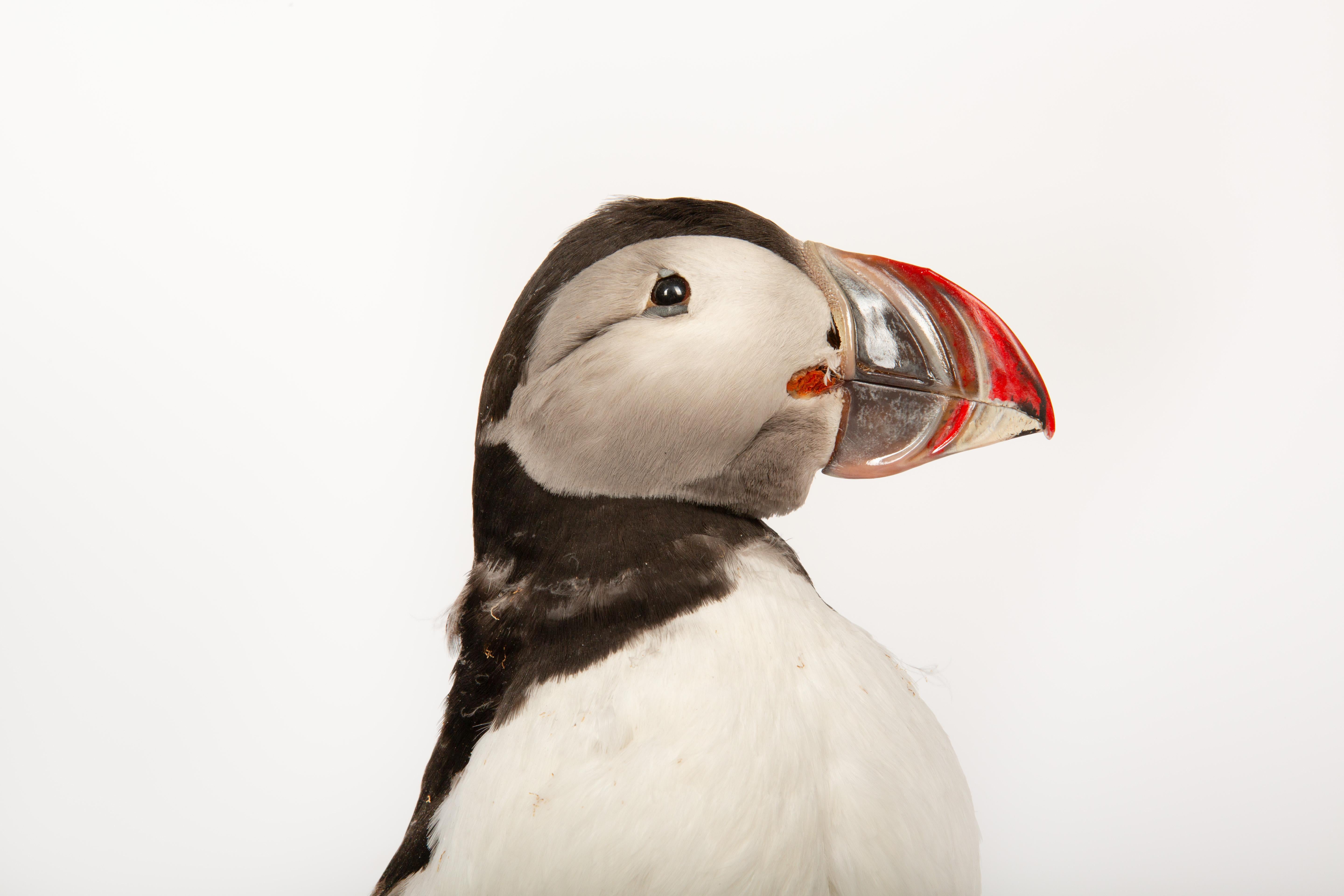 Celebrate Nature's Beauty: Taxidermie Atlantic Puffin Bird im Zustand „Hervorragend“ im Angebot in New York, NY