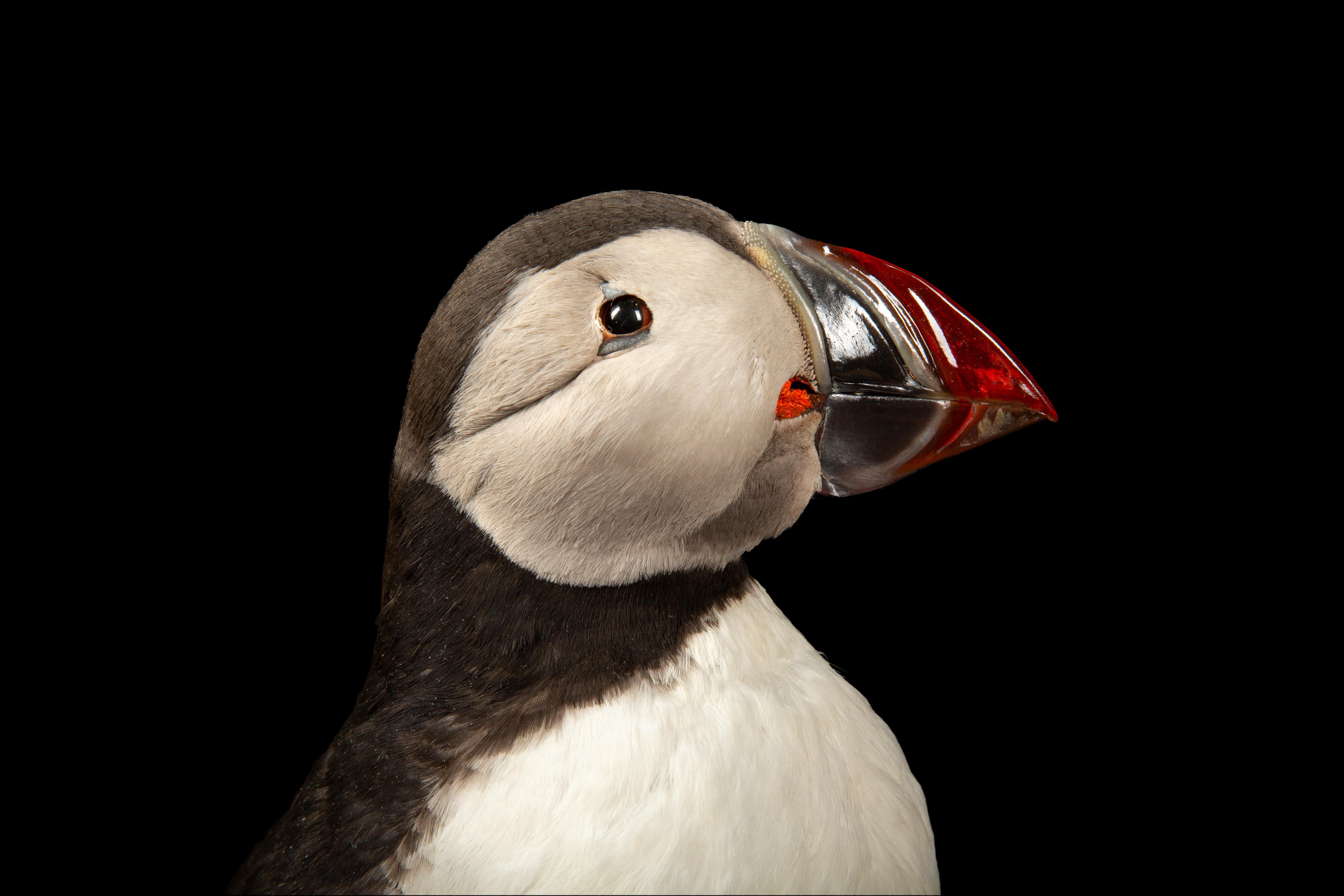 taxidermy puffin
