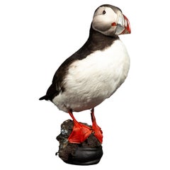 Celebrate Nature's Beauty: Taxidermie Atlantic Puffin Bird