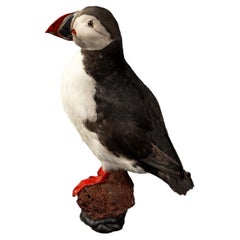 Celebrate Nature's Beauty: Taxidermy Atlantic Puffin Bird