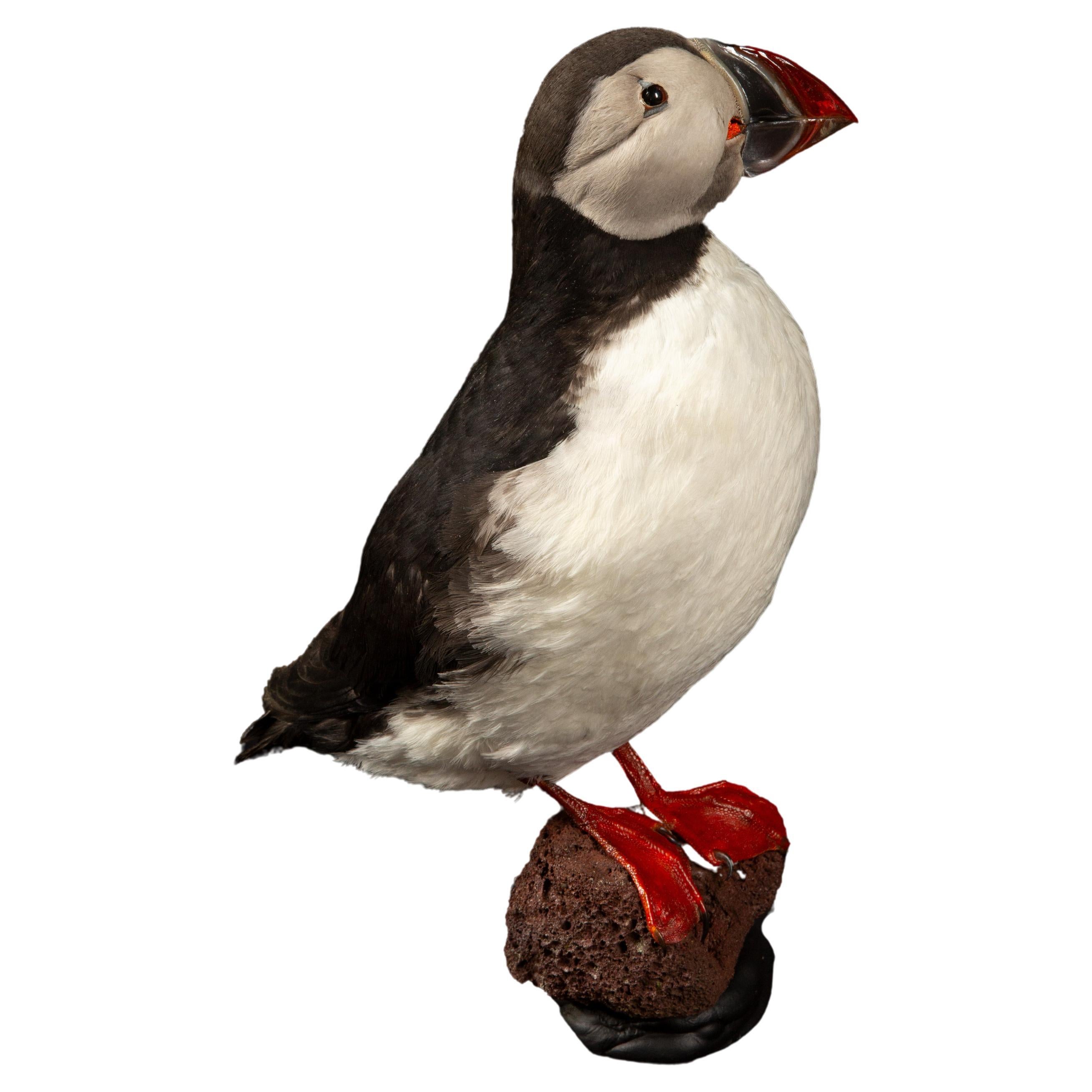 Celebrate Nature's Beauty: Taxidermy Atlantic Puffin Bird For Sale
