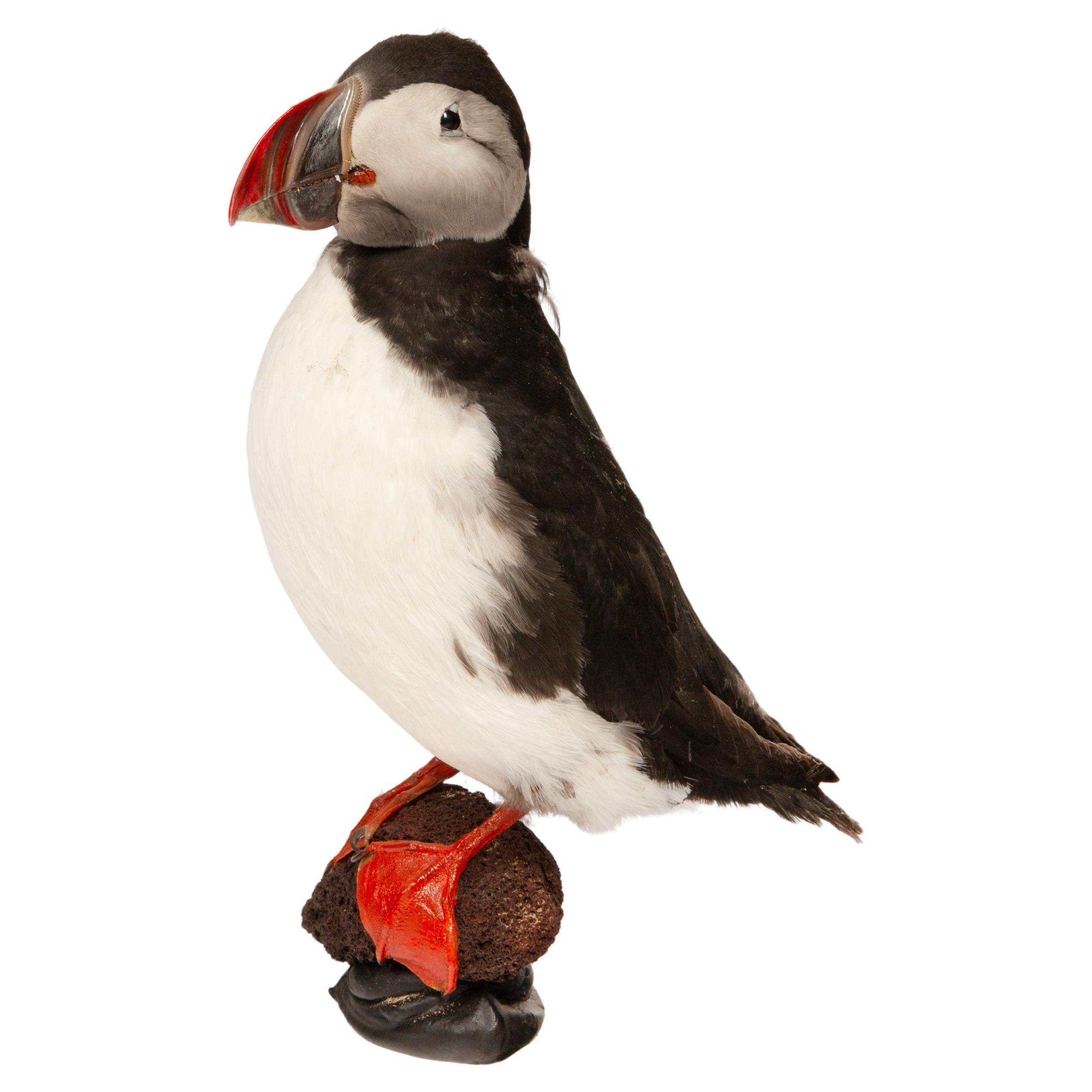 Celebrate Nature's Beauty: Taxidermy Atlantic Puffin Bird