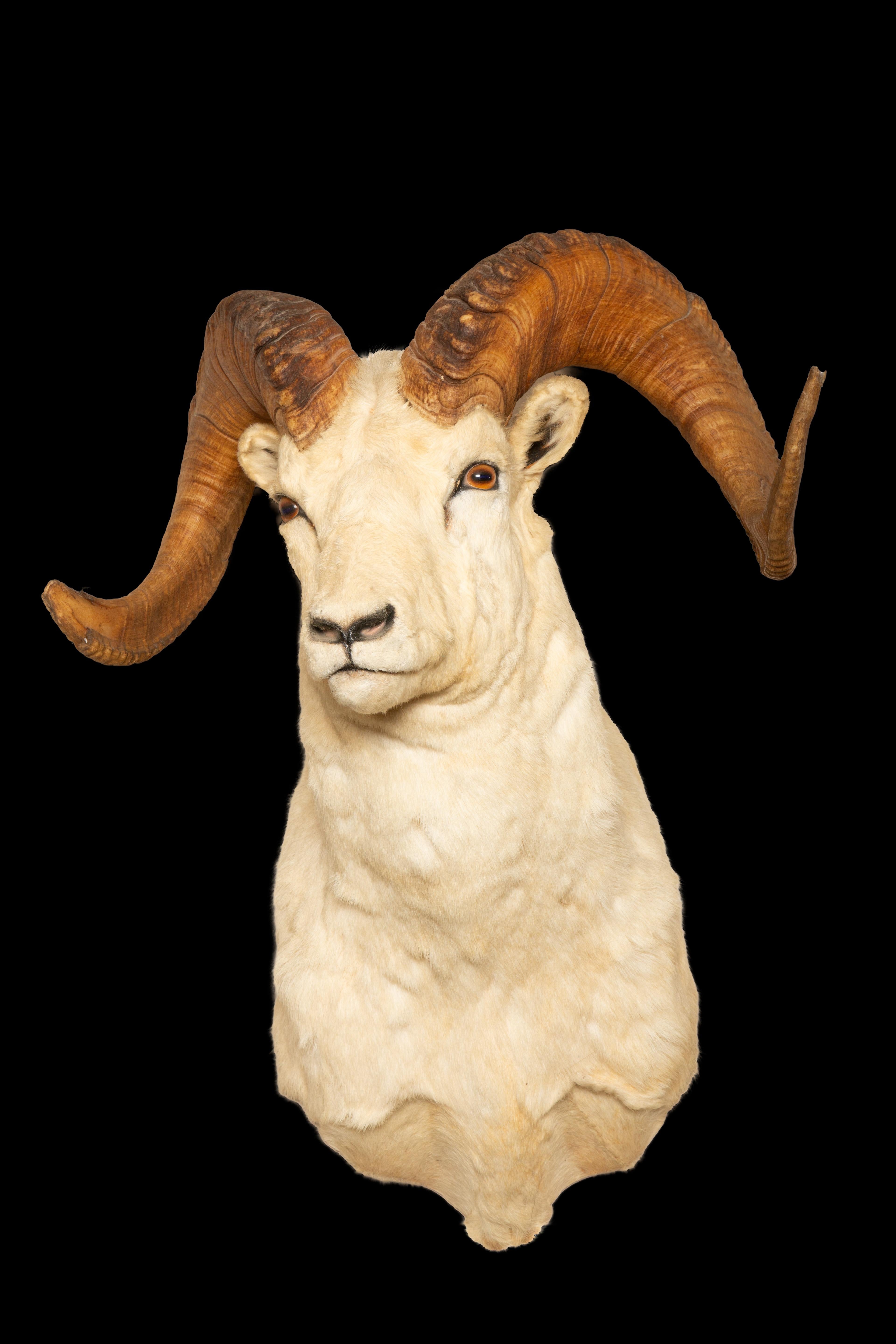 Majestic Large Taxidermy Alaskan Dall Ram, an embodiment of the rugged mountain landscapes of Alaska. These magnificent creatures, scientifically known as Ovis dalli dalli, gracefully traverse the Alaskan mountains, with their iconic curled horns