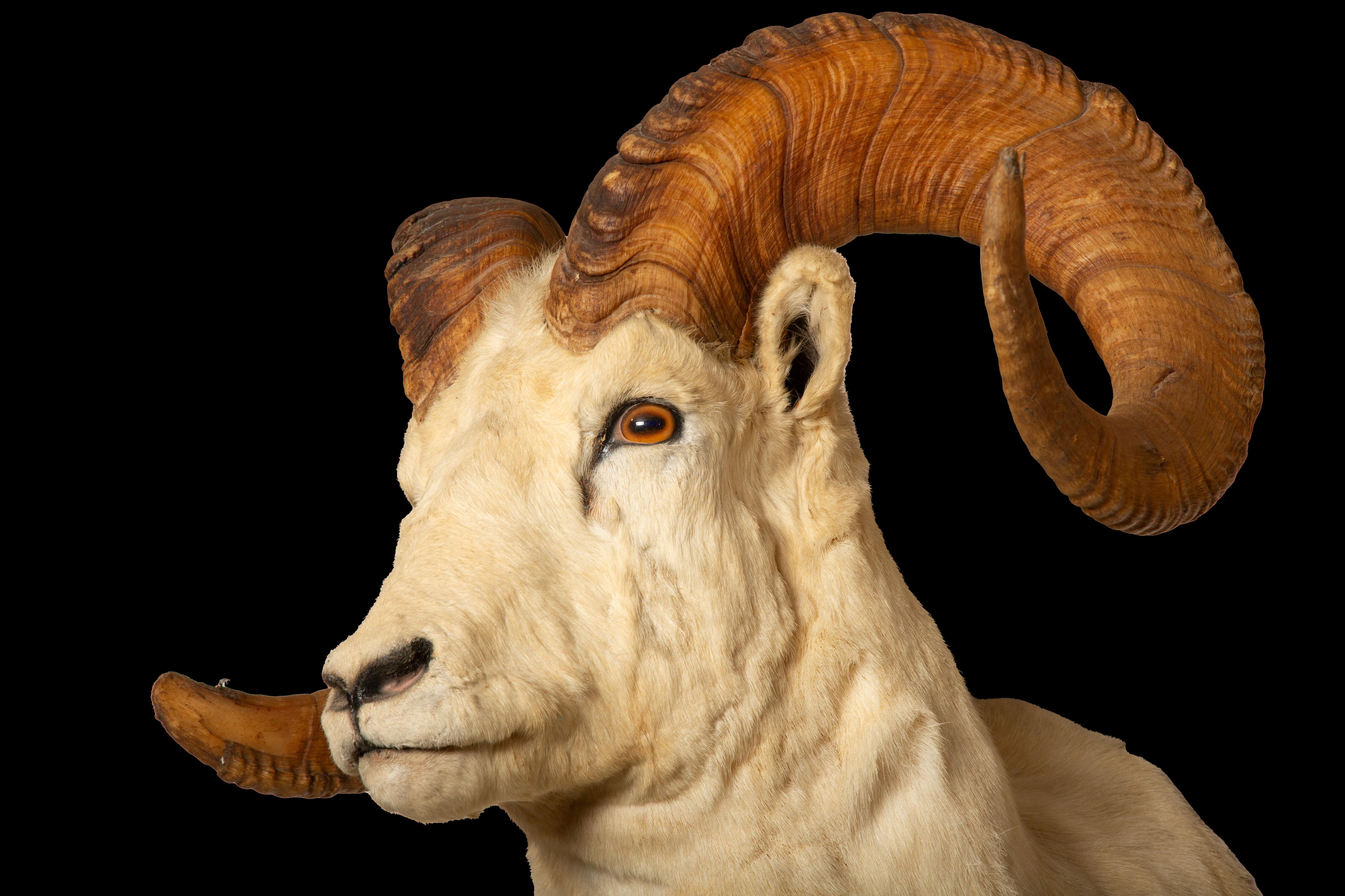 American Colonial Celebrating the Majesty of Alaskan Dall Rams: Large Taxidermy Showcase For Sale