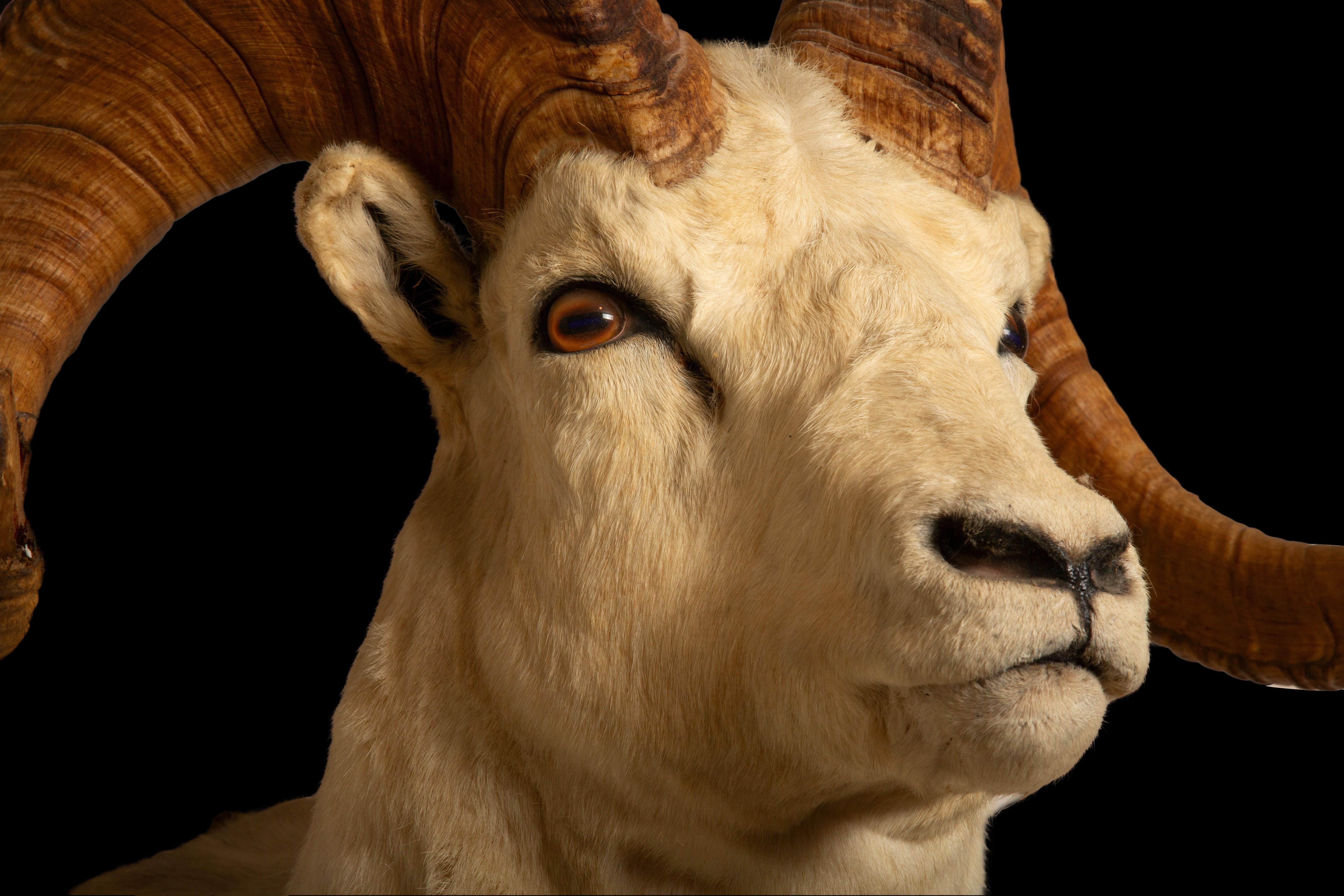American Celebrating the Majesty of Alaskan Dall Rams: Large Taxidermy Showcase For Sale
