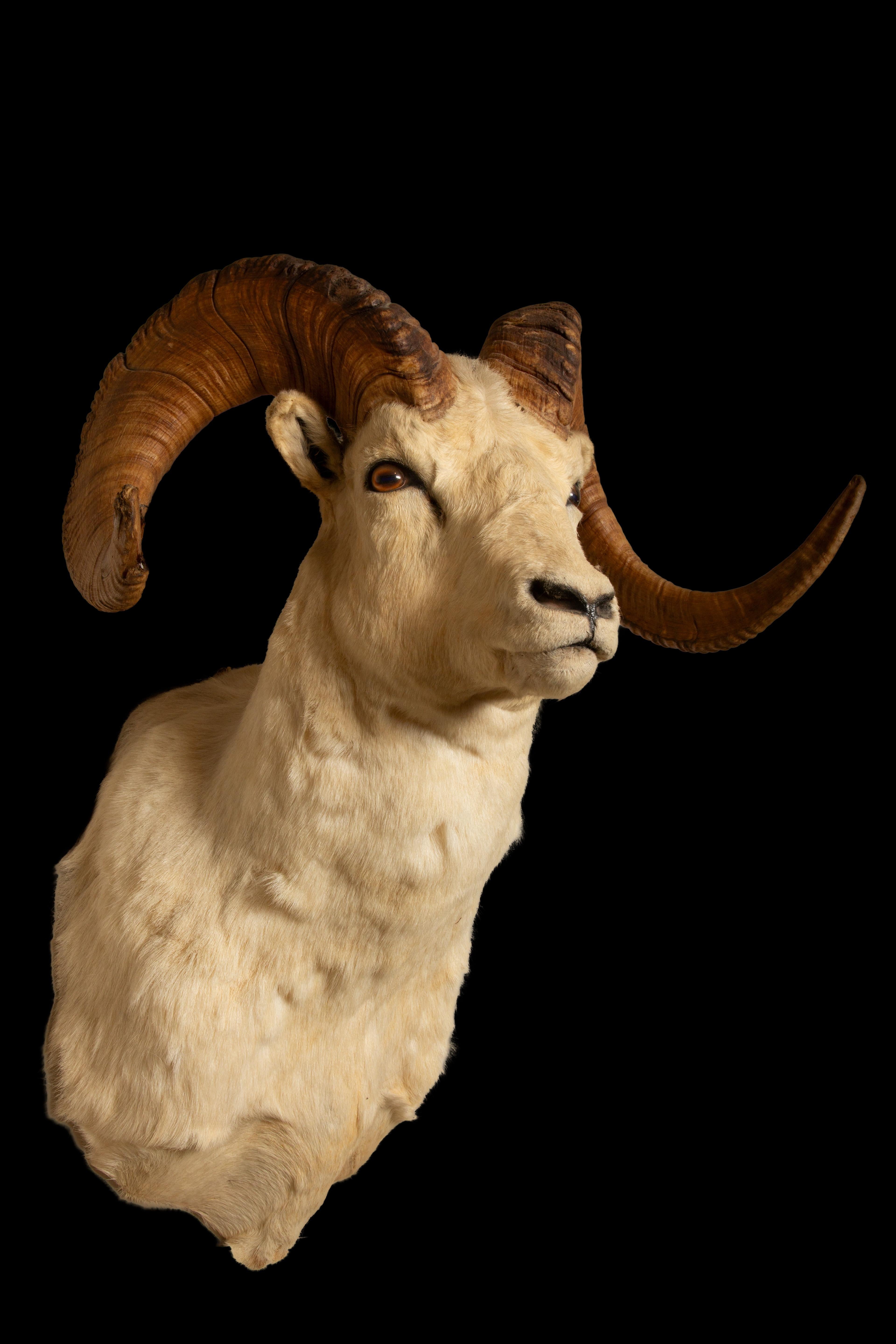 Celebrating the Majesty of Alaskan Dall Rams: Large Taxidermy Showcase In New Condition For Sale In New York, NY