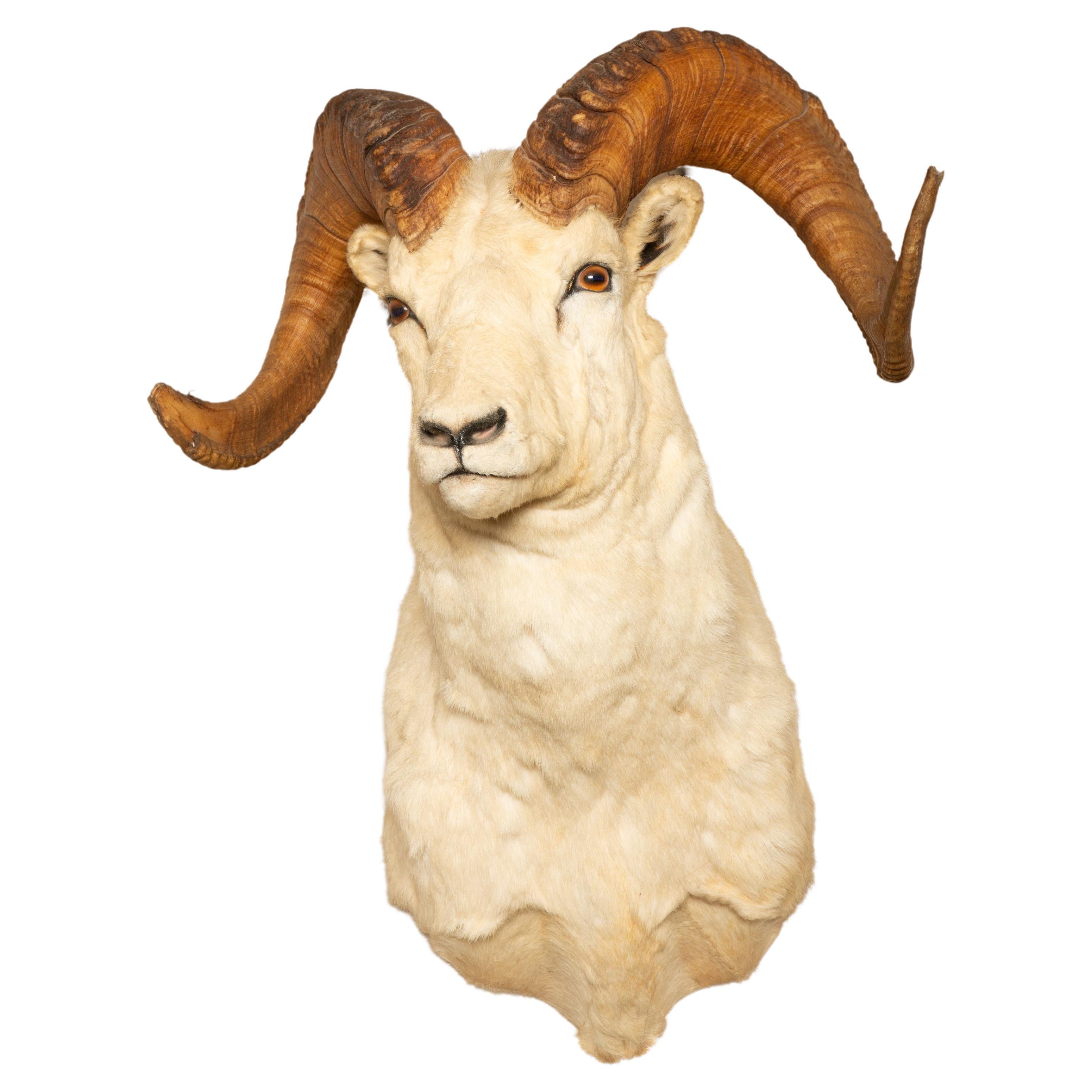 Celebrating the Majesty of Alaskan Dall Rams: Large Taxidermy Showcase For Sale