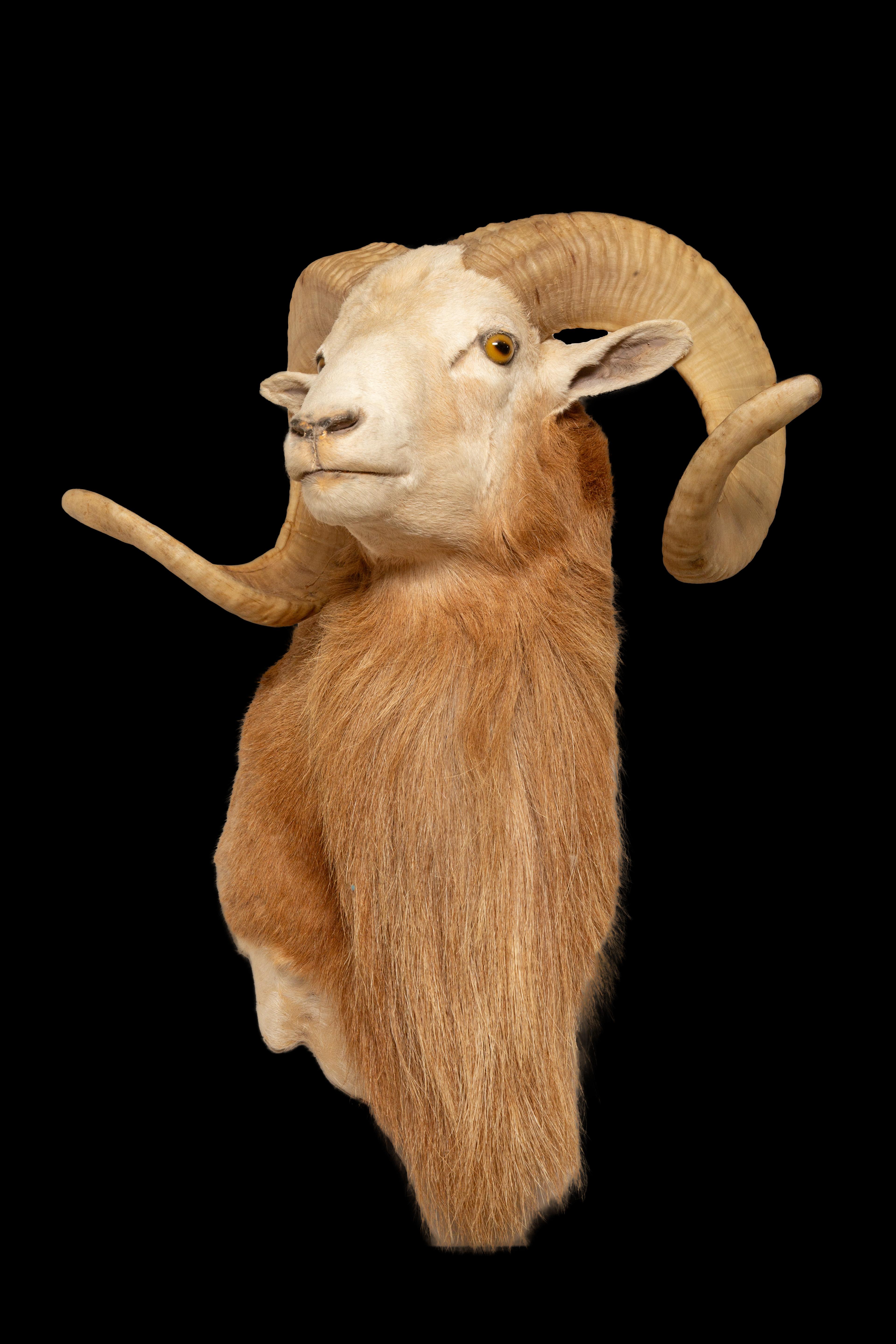 Exquisite Large Texas Dall Sheep, auch bekannt als Ovis dalli oder das Dall-Schaf, eine bemerkenswerte Spezies, die in den zerklüfteten Landschaften des nordwestlichen Nordamerikas beheimatet ist. Innerhalb der Familie der Ovis dalli gibt es zwei