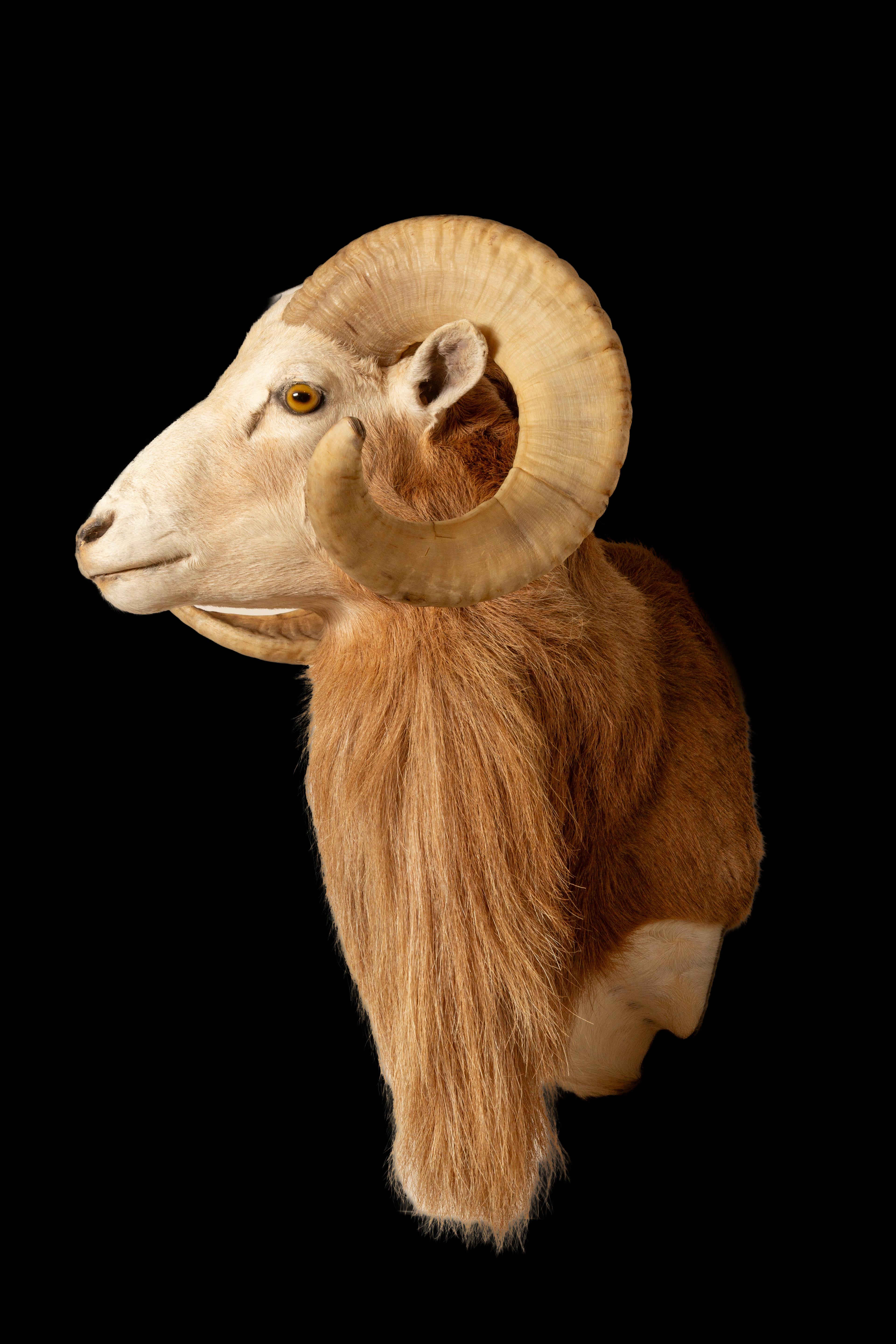 Das texanische Dall-Schaf wird gefeiert: Eine majestätische Wildtierart Nordamerikas im Zustand „Neu“ im Angebot in New York, NY