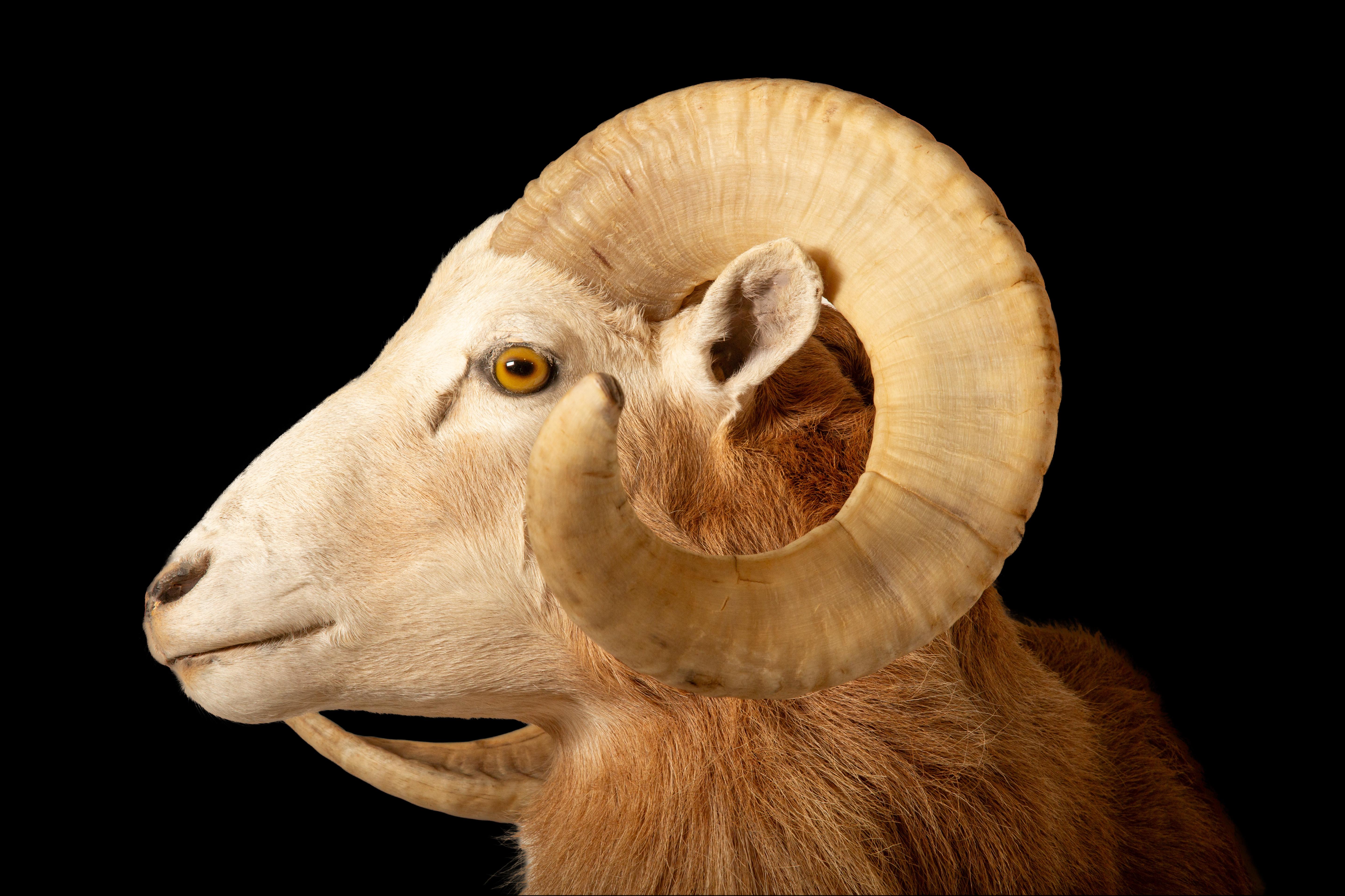Das texanische Dall-Schaf wird gefeiert: Eine majestätische Wildtierart Nordamerikas (21. Jahrhundert und zeitgenössisch) im Angebot