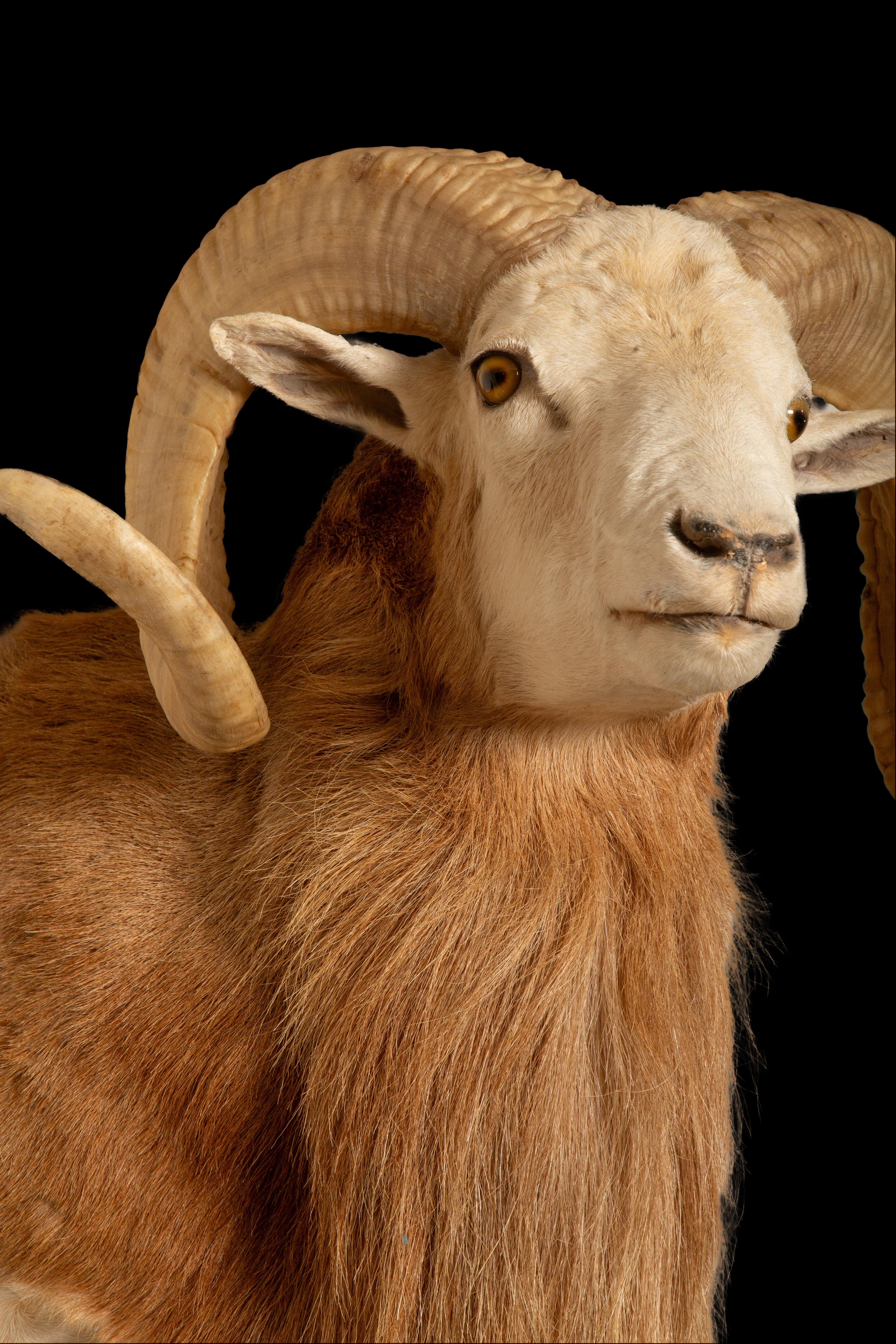 Das texanische Dall-Schaf wird gefeiert: Eine majestätische Wildtierart Nordamerikas (Pelz) im Angebot