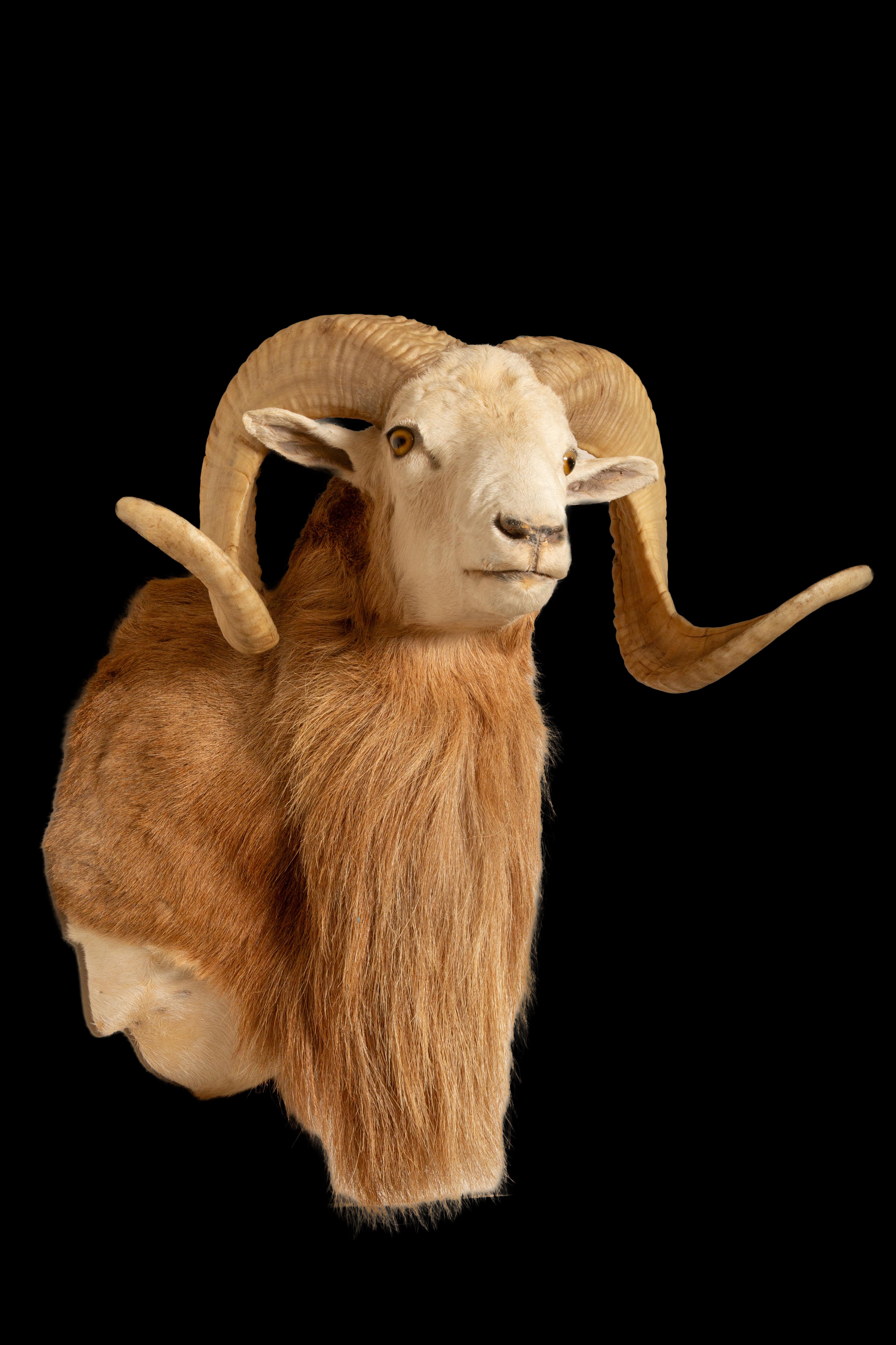 Celebrating the Texas Dall Sheep: A Majestic Wild Species of North America In New Condition For Sale In New York, NY