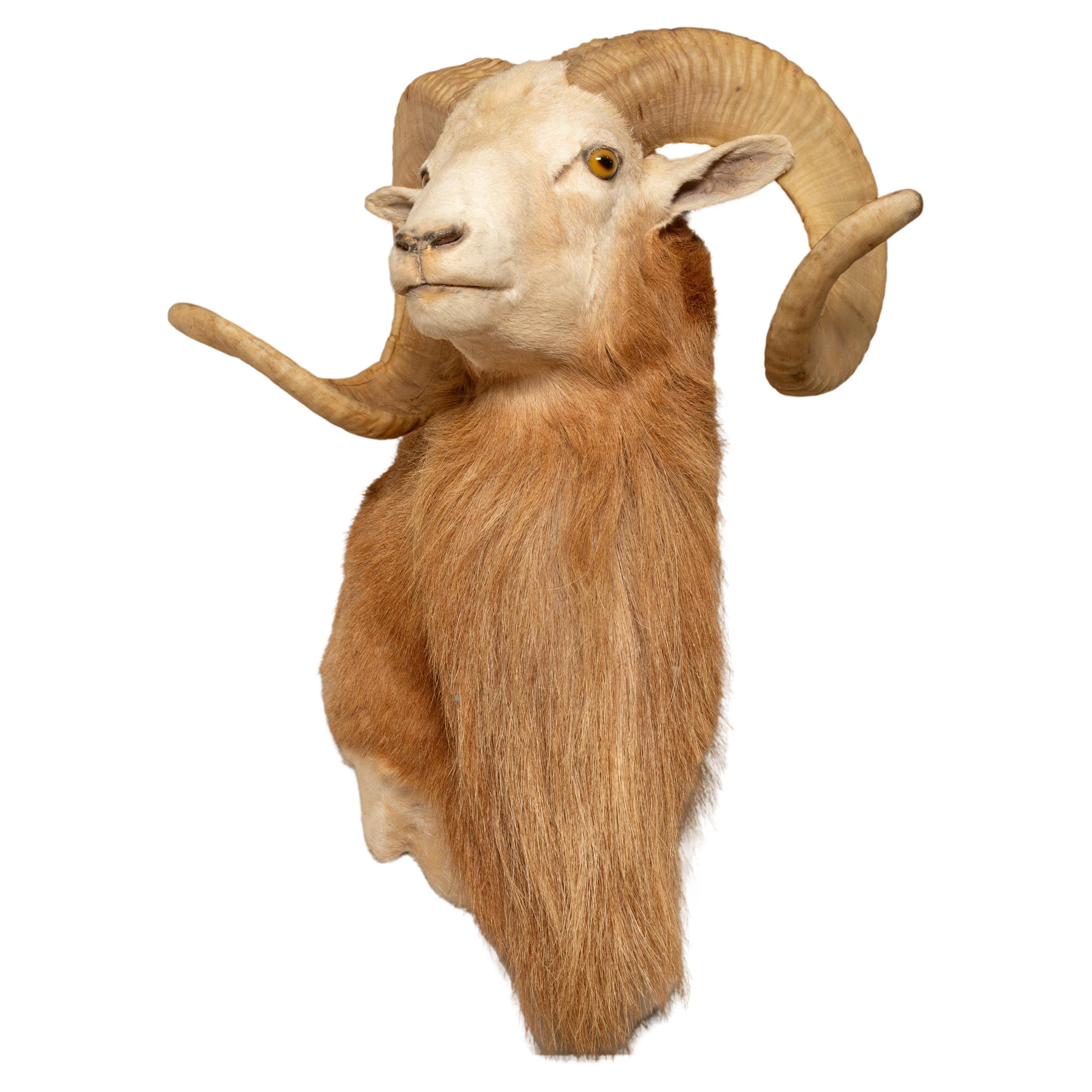 Celebrating the Texas Dall Sheep: A Majestic Wild Species of North America For Sale