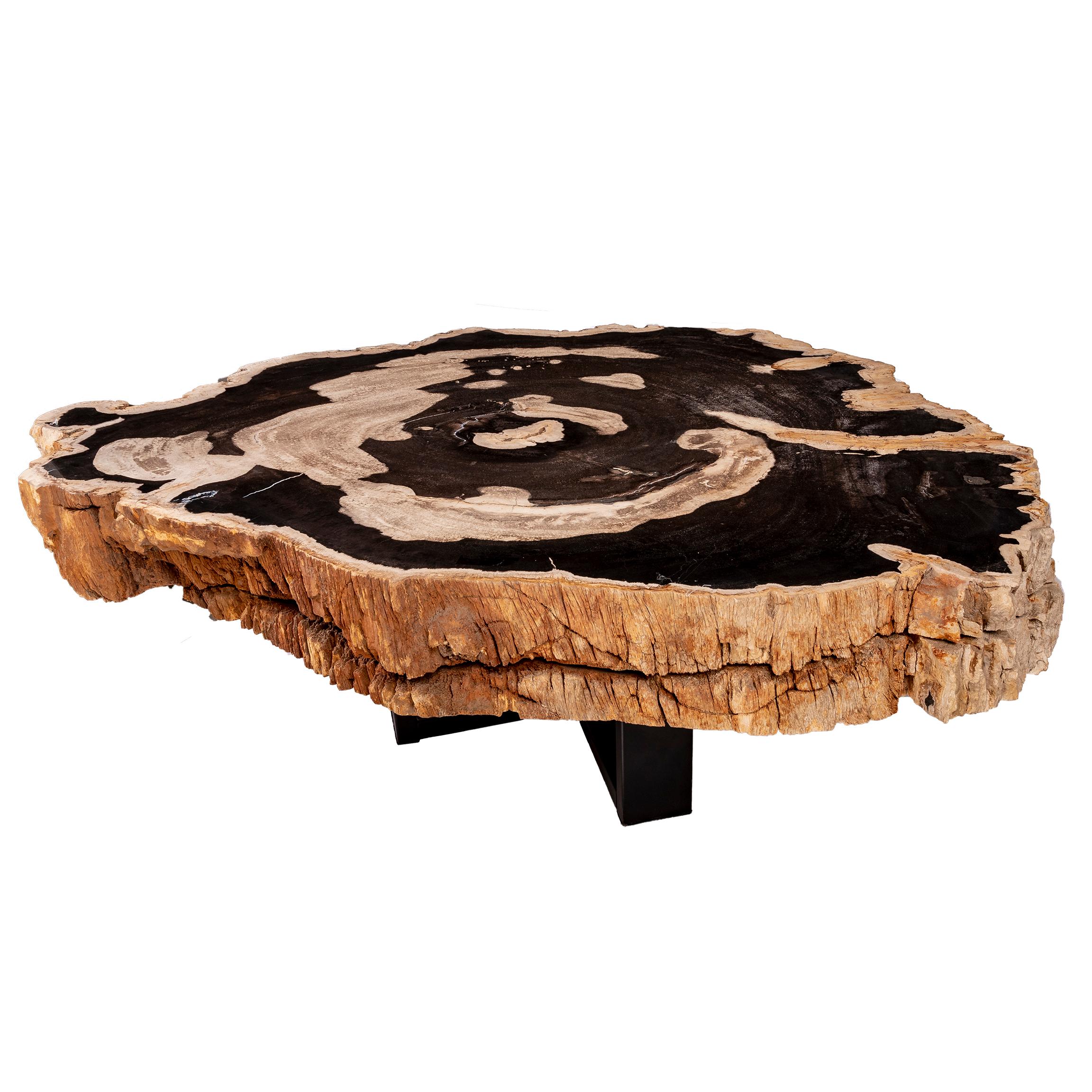 Mexican Center of Coffee Table, Natural Circular Shape, Petrified Wood with Metal Base