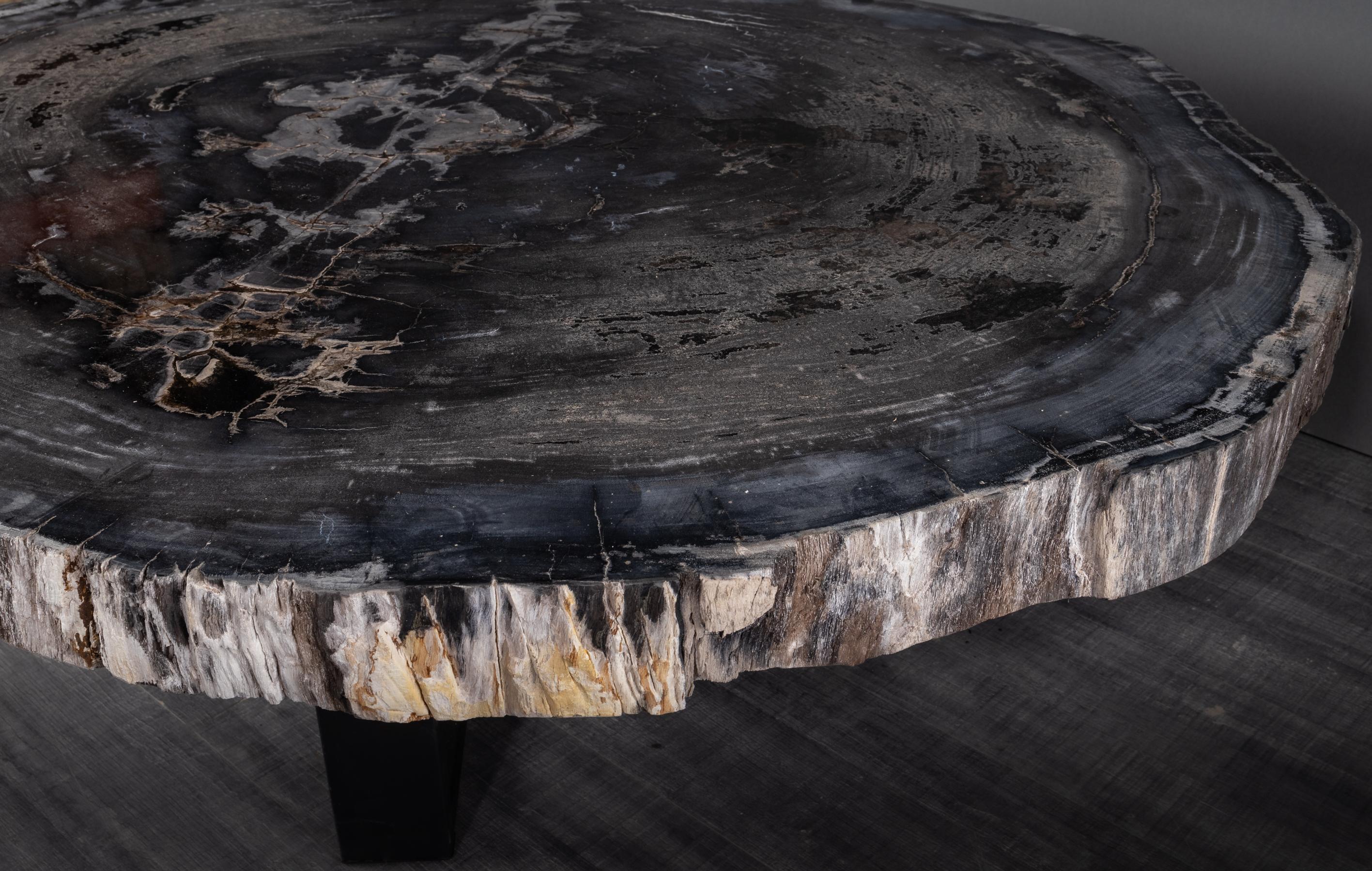 Mexican Center or Coffee Table, Natural Circular Shape, Petrified Wood with Metal Base