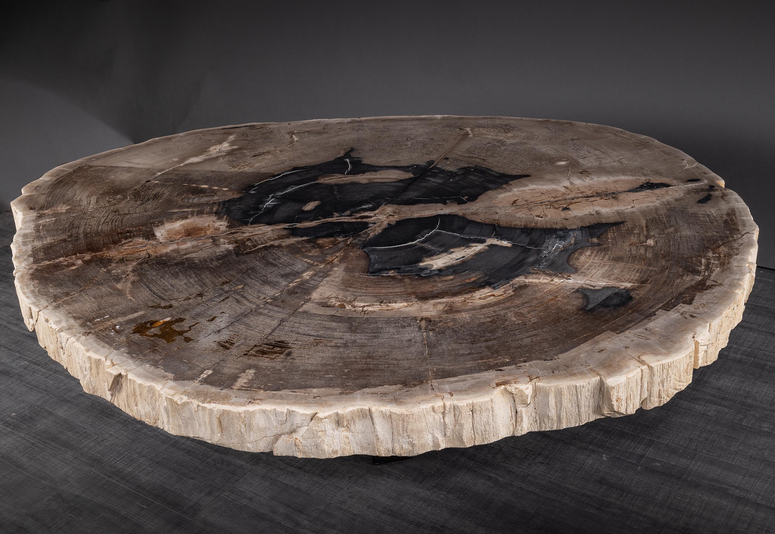 Polished Center or Coffee Table, Natural Circular Shape, Petrified Wood with Metal Base