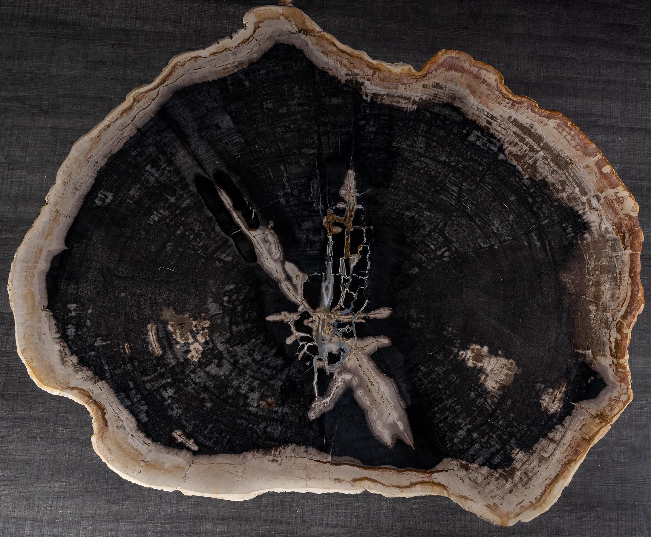 Polished Center or Coffee Table, Natural Circular Shape, Petrified Wood with Metal Base