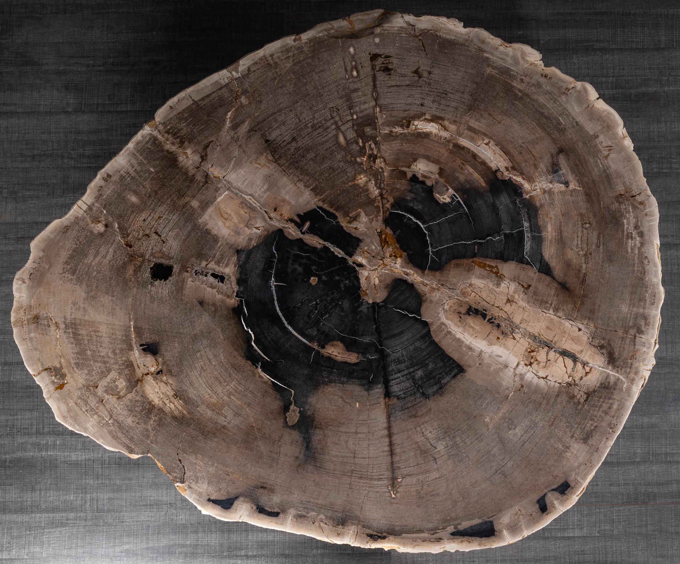 Polished Center or Coffee Table, Natural Circular Shape, Petrified Wood with Metal Base