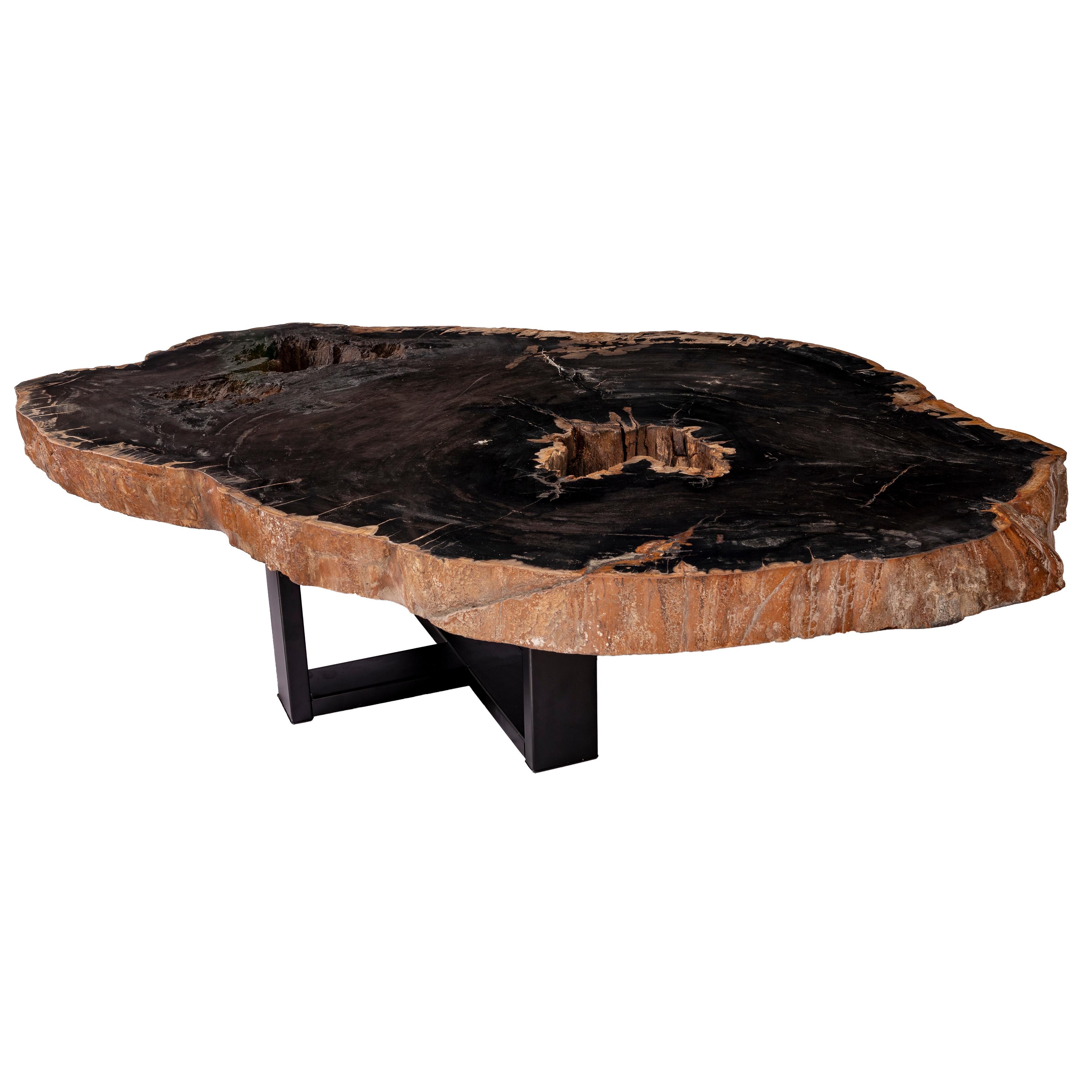 Contemporary Centre of Coffee Table, Natural Oval Shape, Petrified Wood with Metal Base
