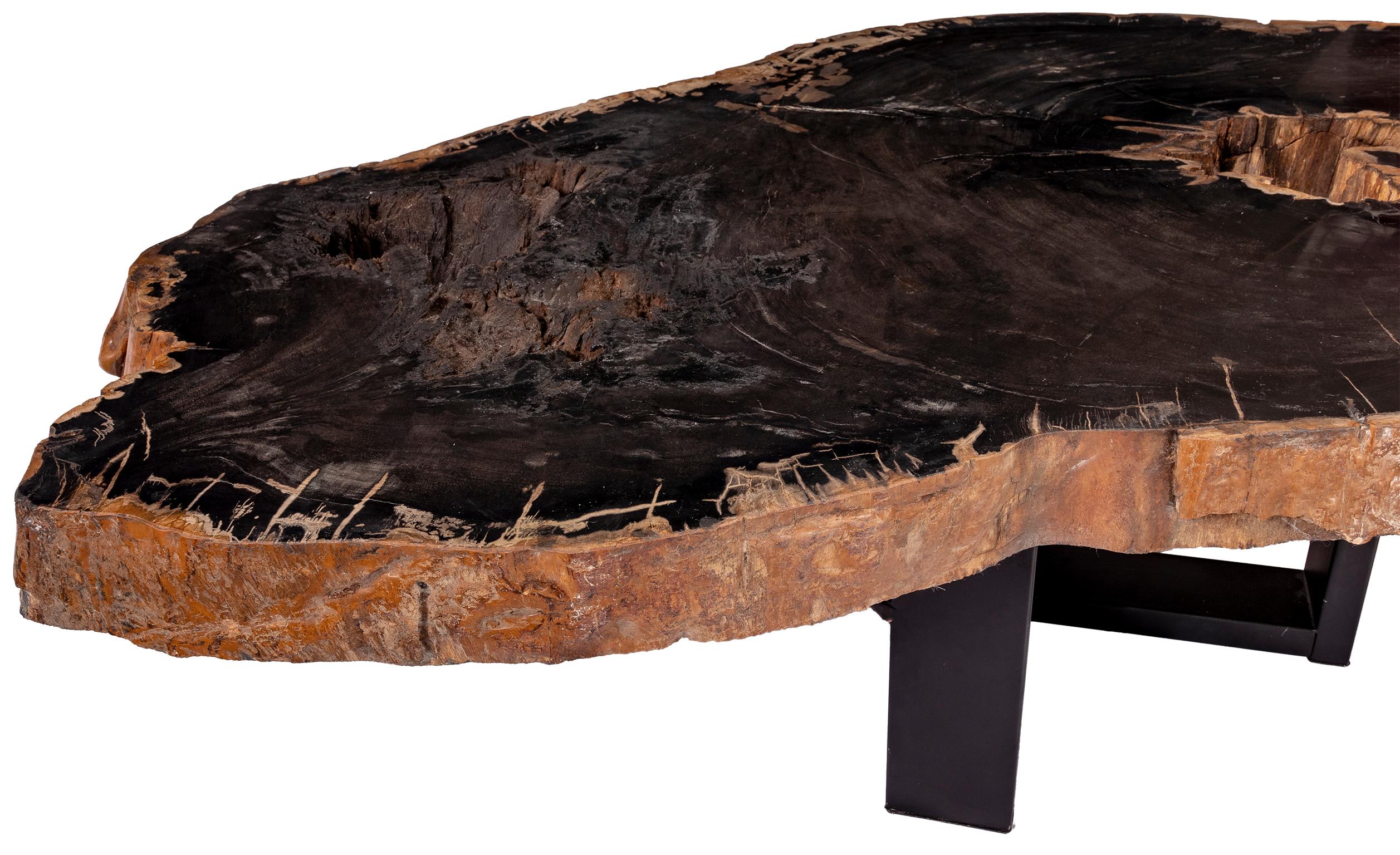 Centre of Coffee Table, Natural Oval Shape, Petrified Wood with Metal Base 1