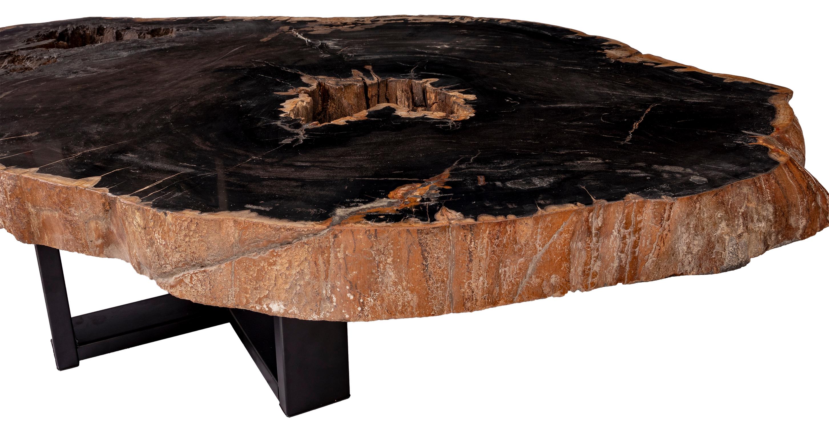 Centre of Coffee Table, Natural Oval Shape, Petrified Wood with Metal Base 2