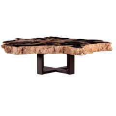 Center of Coffee Table, Natural Root Shape, Petrified Wood with Metal Base