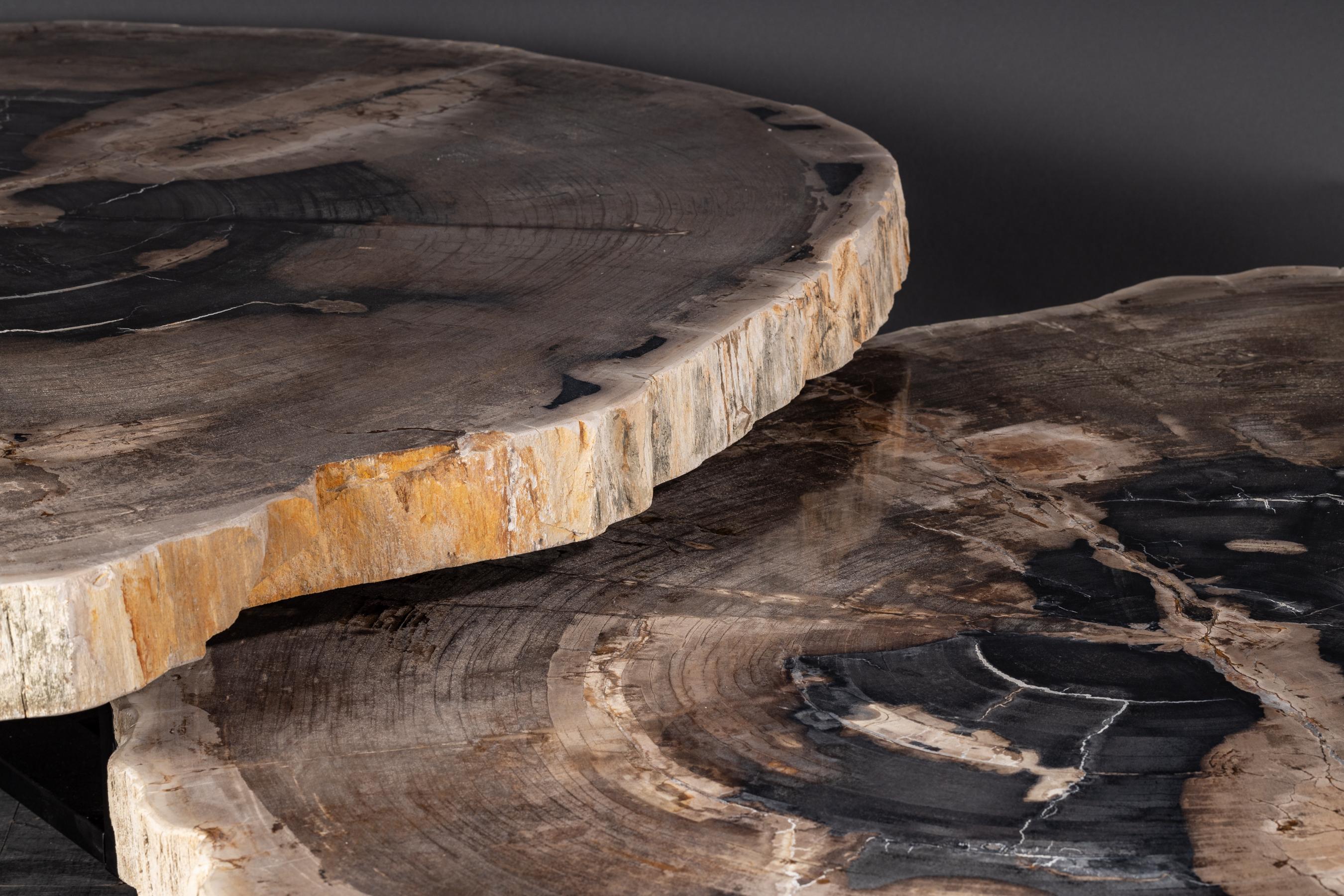 Organic Modern  Pair of Petrified Wood Center or Coffee Table with black Metal Base