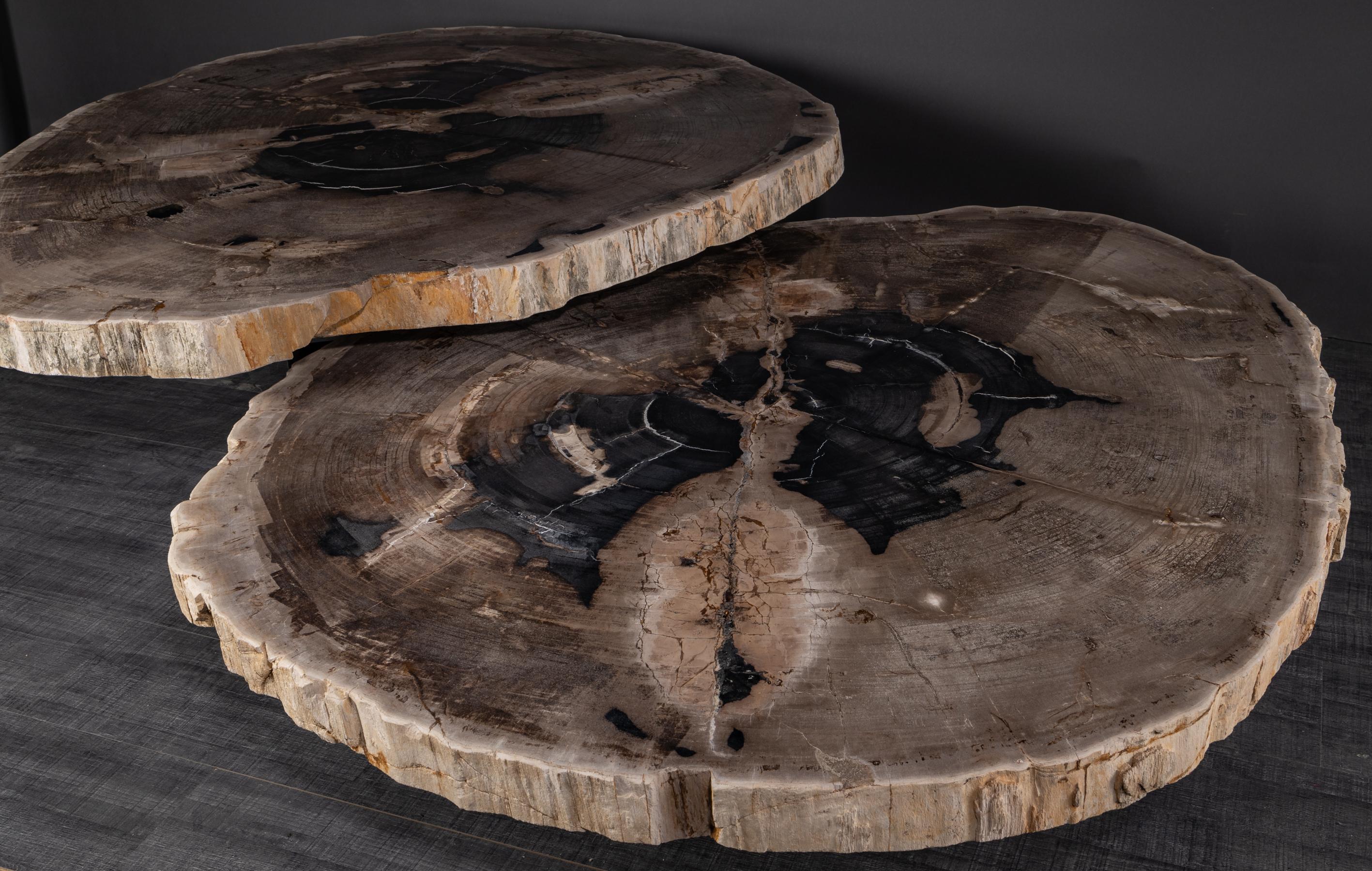 Polished  Pair of Petrified Wood Center or Coffee Table with black Metal Base