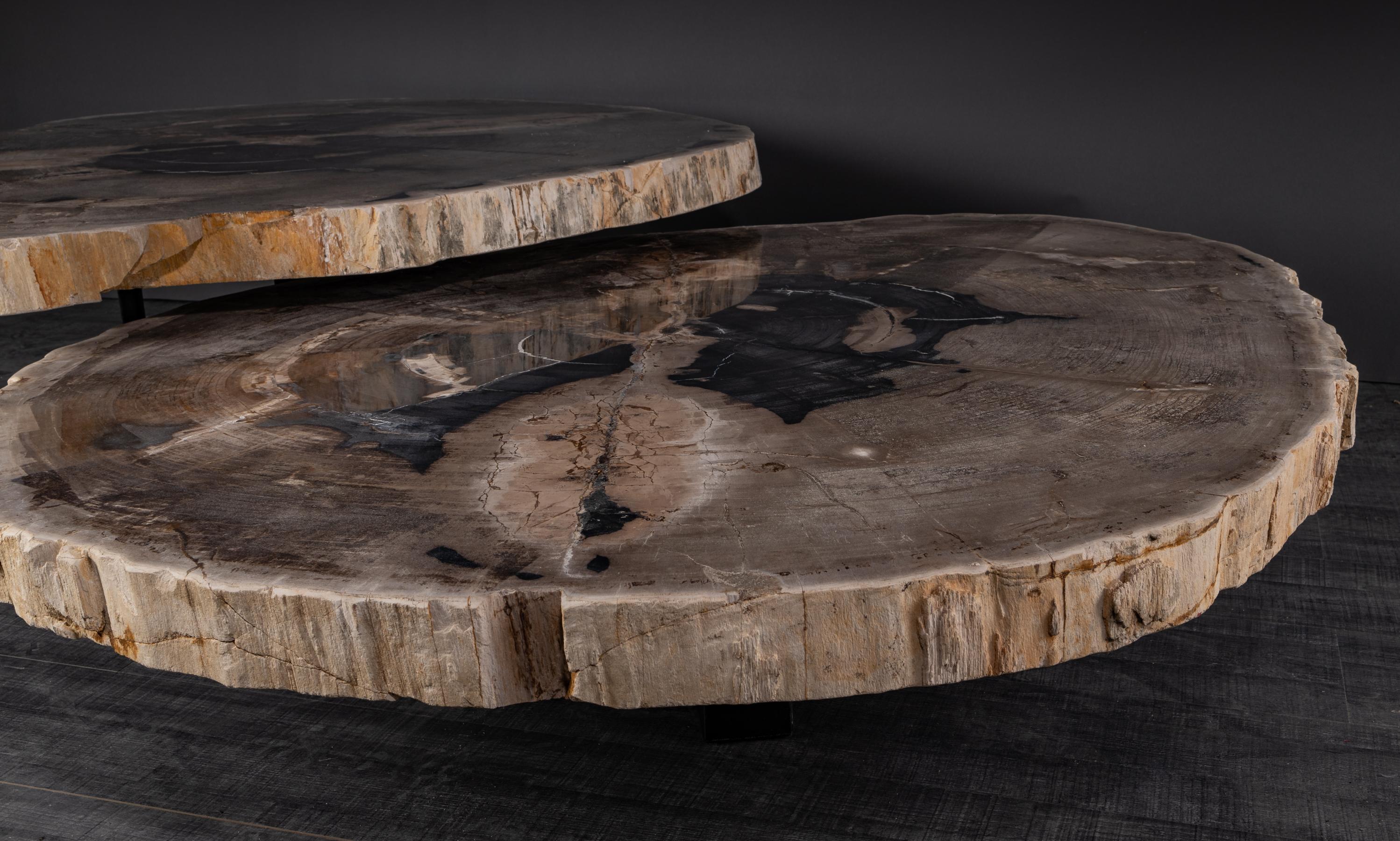 Contemporary  Pair of Petrified Wood Center or Coffee Table with black Metal Base