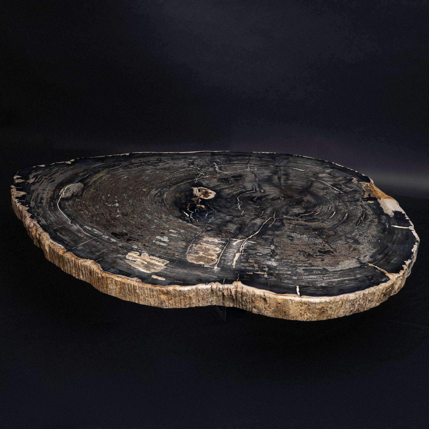 Mexican Center or Coffee Table, Natural Oval Shape, Petrified Wood with Metal Base