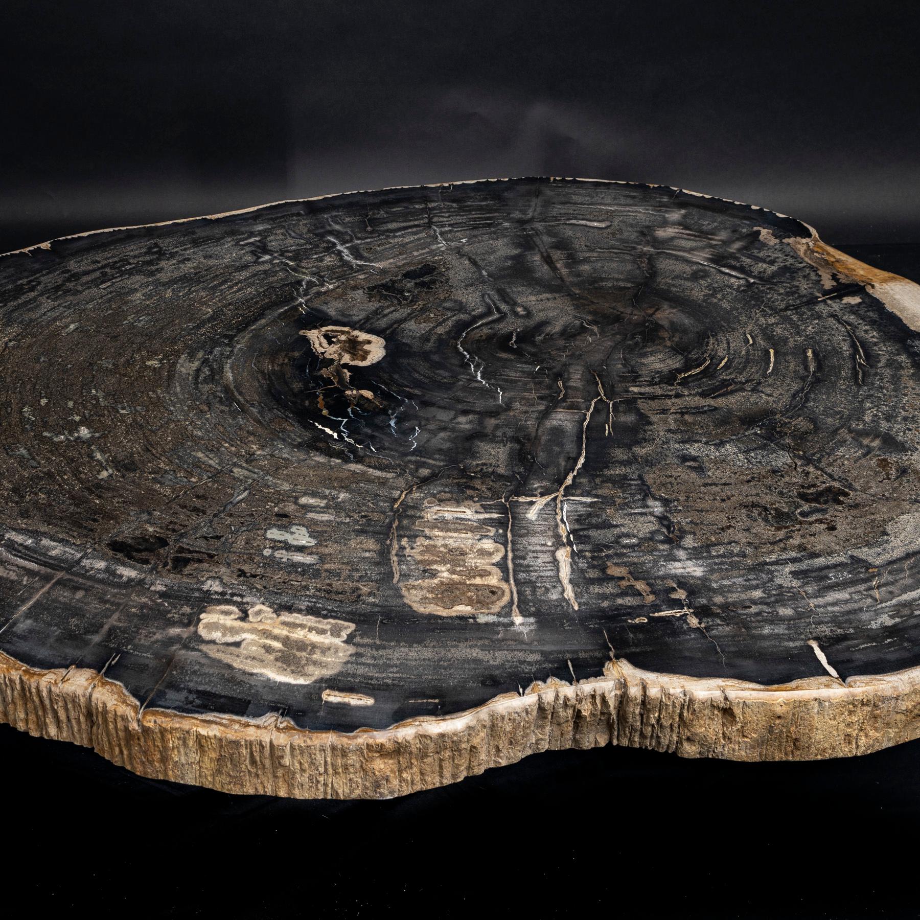 Polished Center or Coffee Table, Natural Oval Shape, Petrified Wood with Metal Base