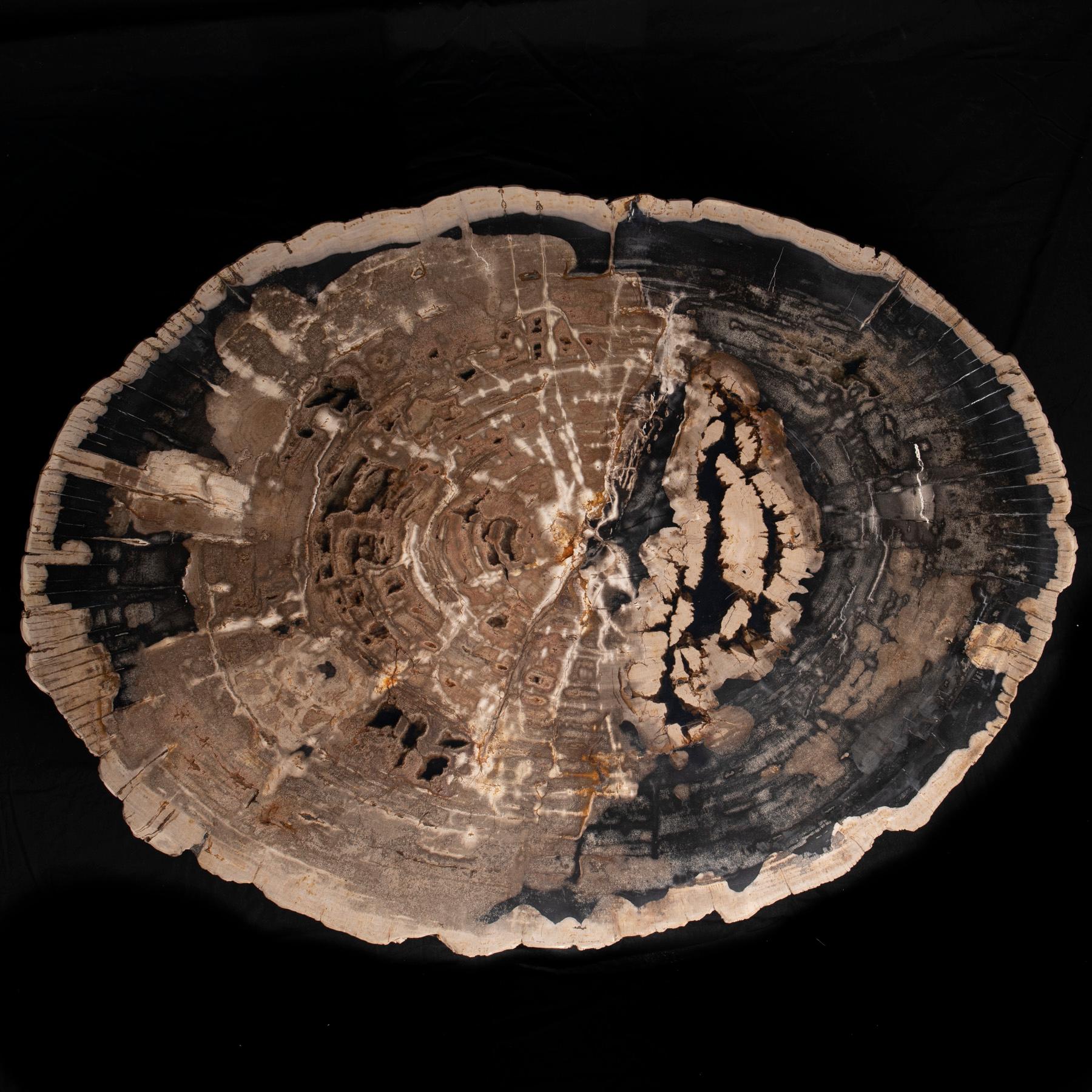 Center or Coffee Table, Natural Oval Shape, Petrified Wood with Metal Base In New Condition In Polanco, CDMX