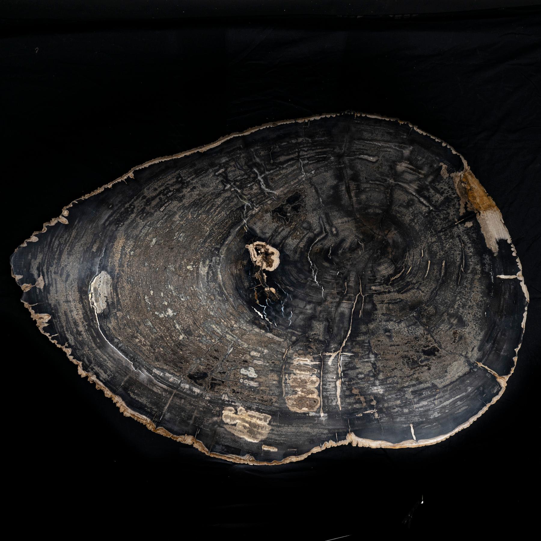 Center or Coffee Table, Natural Oval Shape, Petrified Wood with Metal Base In New Condition In Polanco, CDMX