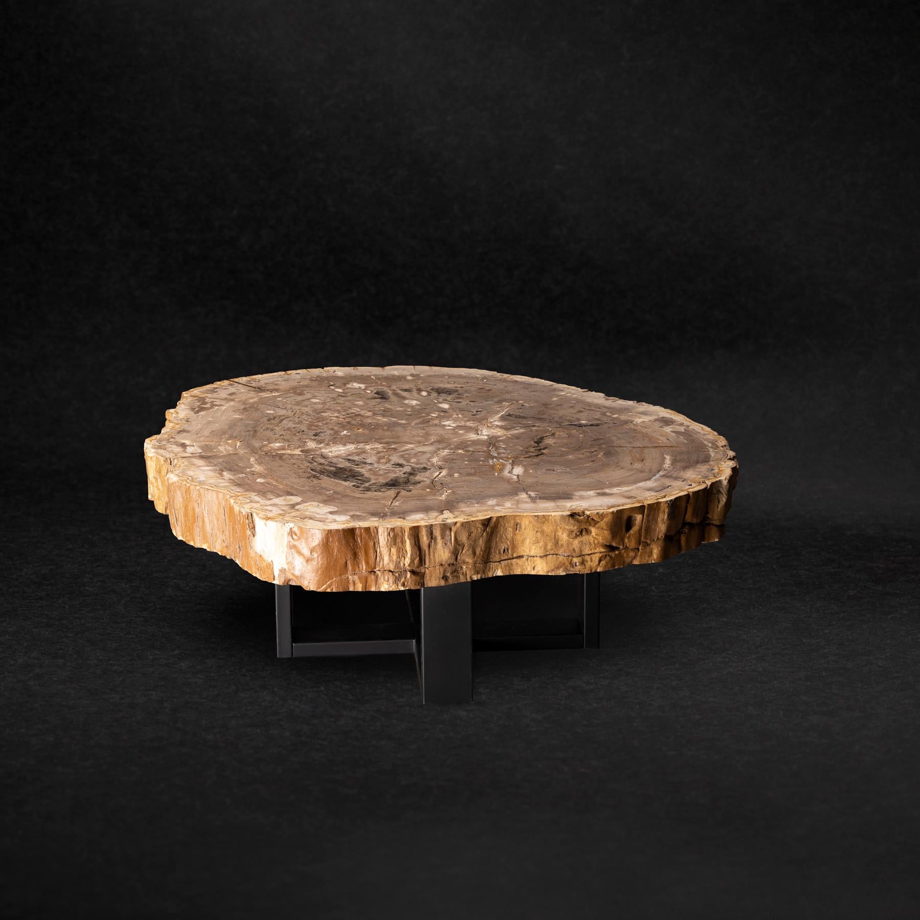 Organic Modern Center or Coffee Table, Natural Shape, Petrified Wood with Metal Base