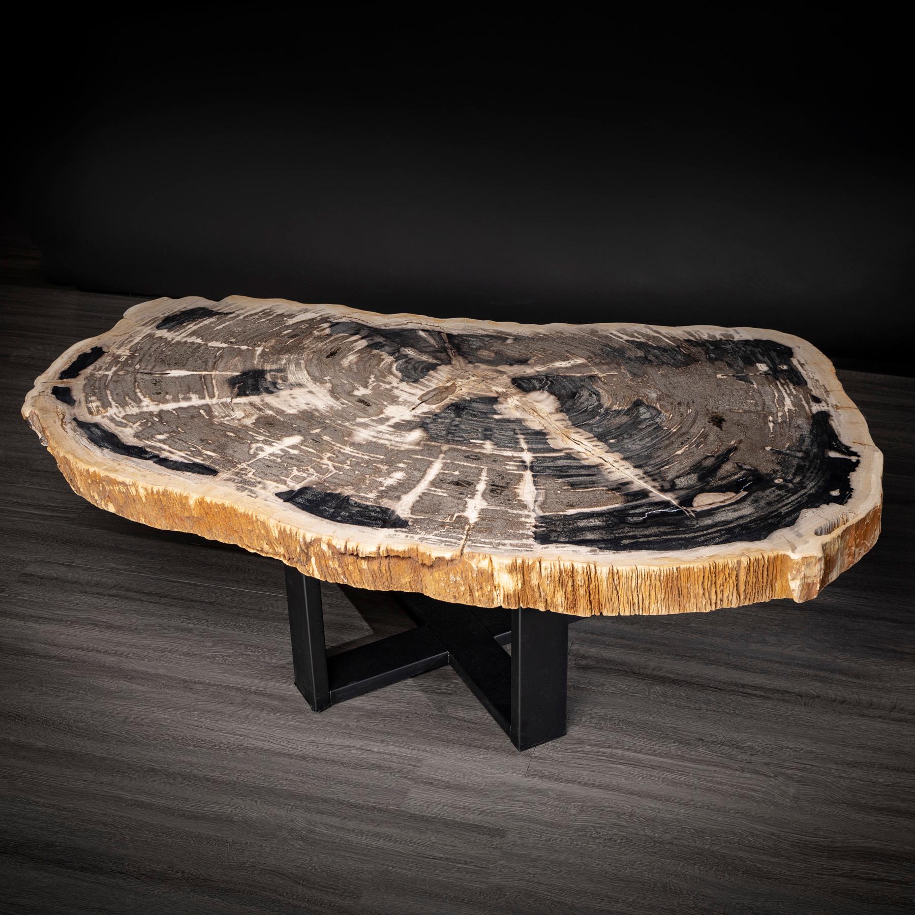 Organic Modern Center or Coffee Table, Natural Shape, Petrified Wood with Metal Base