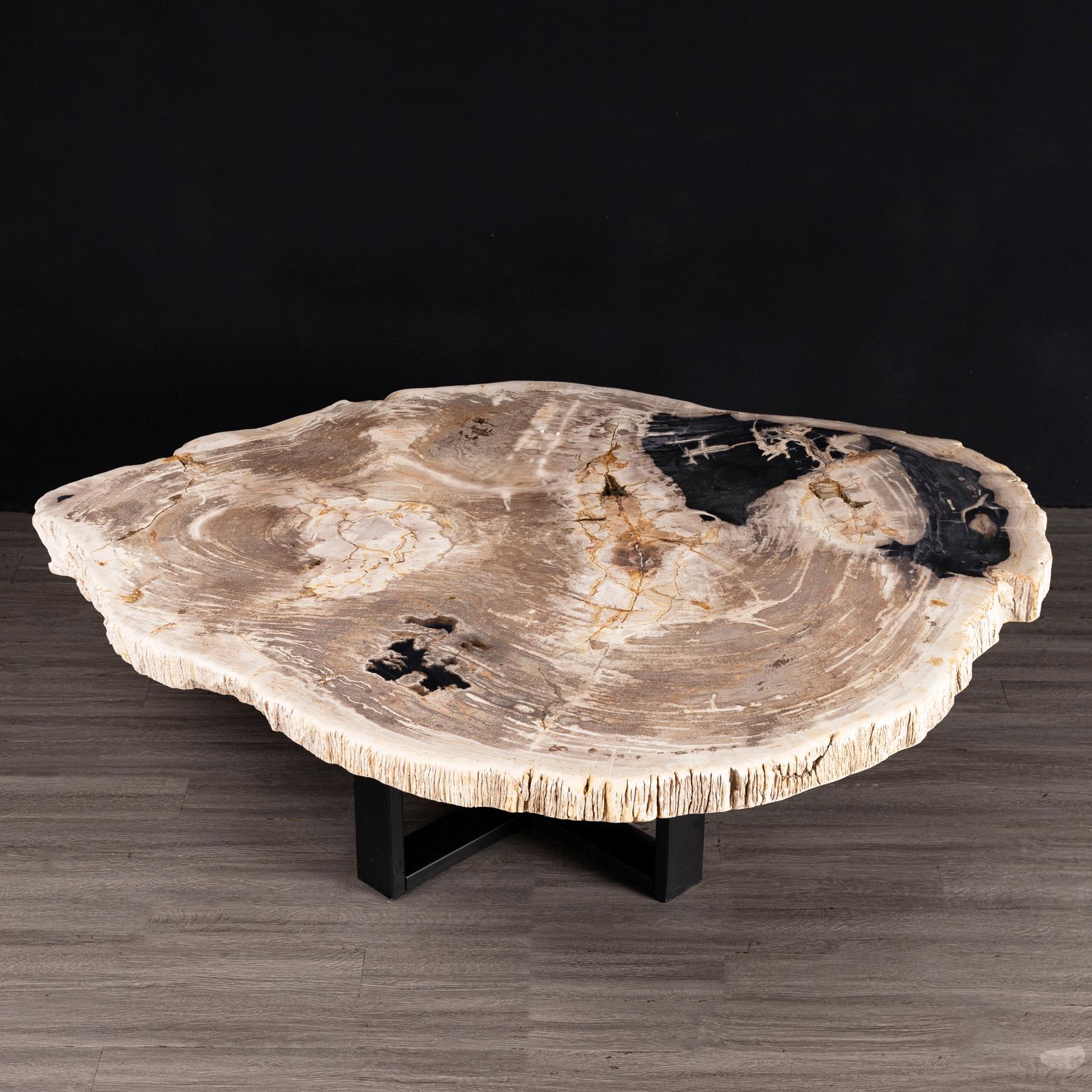 Mexican Center or Coffee Table, Natural Shape, Petrified Wood with Metal Base