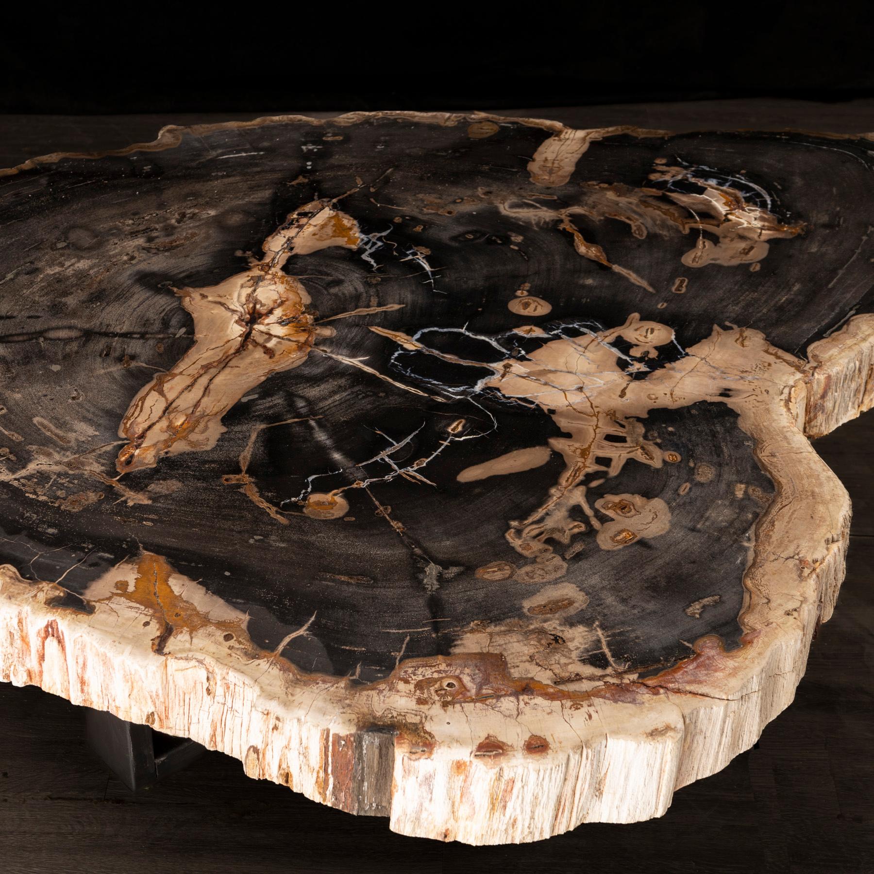 Mittel- oder Couchtisch, natürliches Holz, versteinertes Holz mit Metallsockel (Organische Moderne) im Angebot