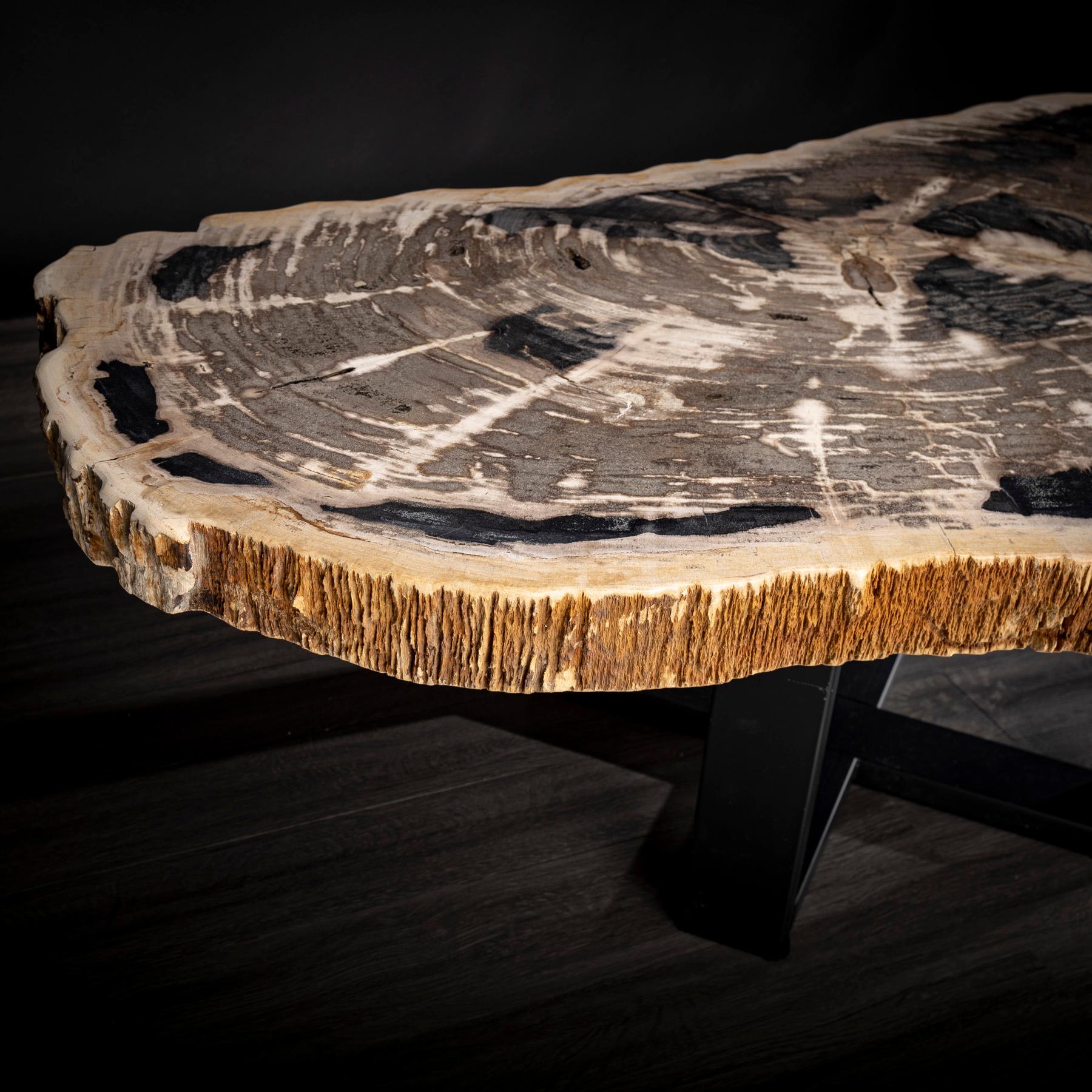 Polished Center or Coffee Table, Natural Shape, Petrified Wood with Metal Base