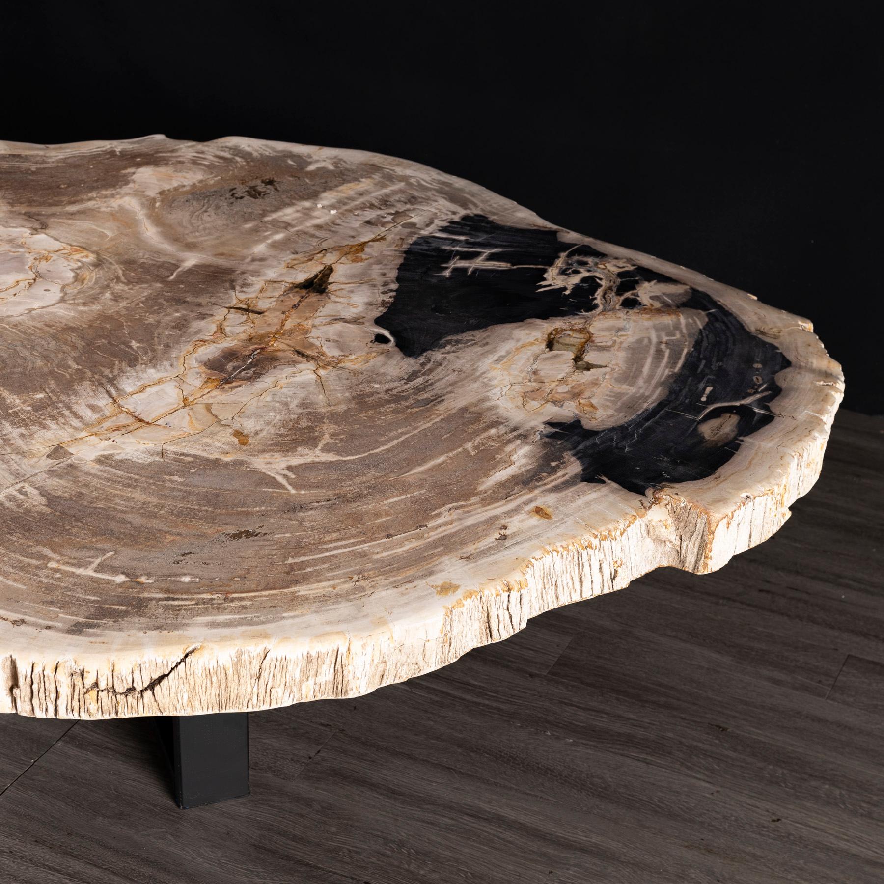 Polished Center or Coffee Table, Natural Shape, Petrified Wood with Metal Base