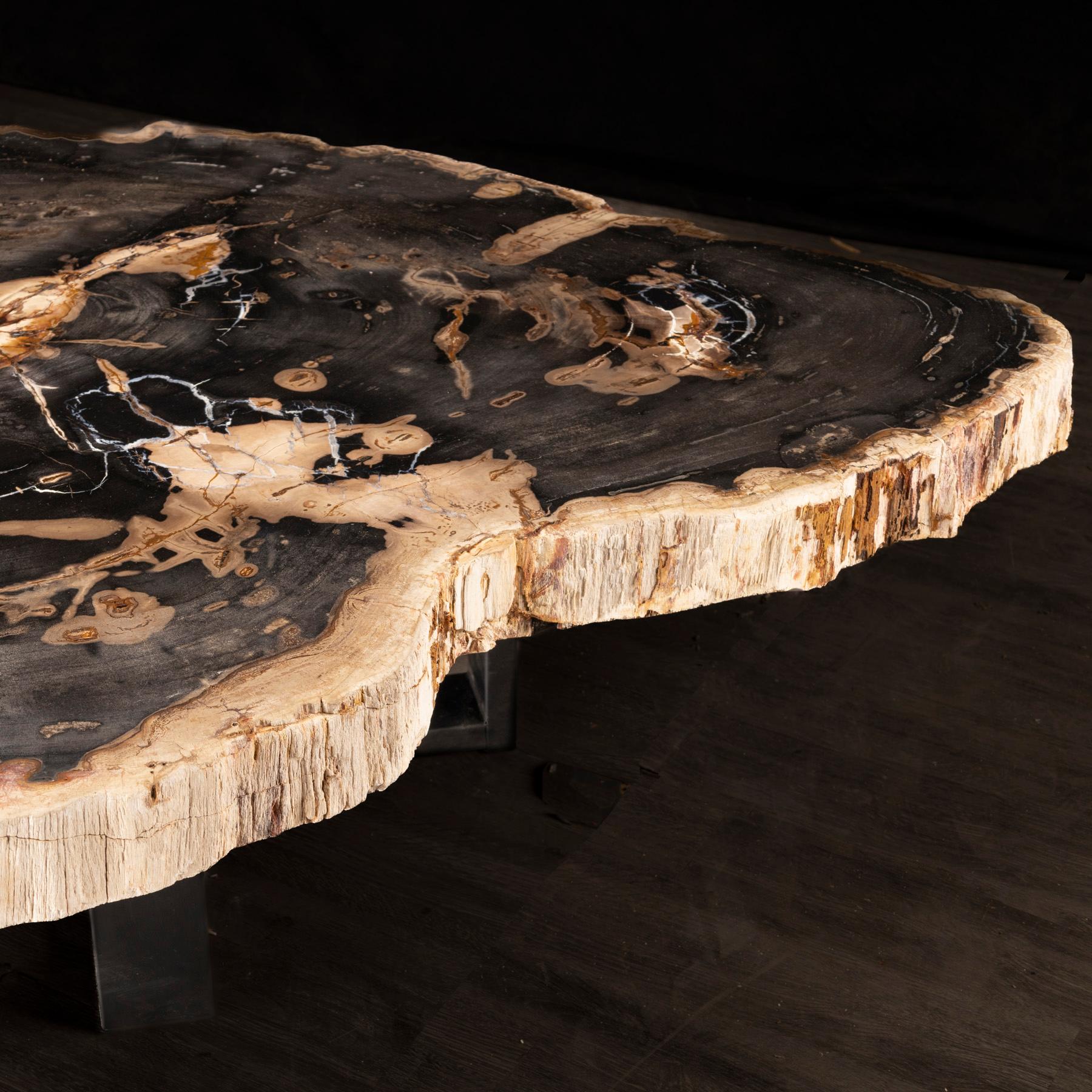 Polished Center or Coffee Table, Natural Shape, Petrified Wood with Metal Base For Sale